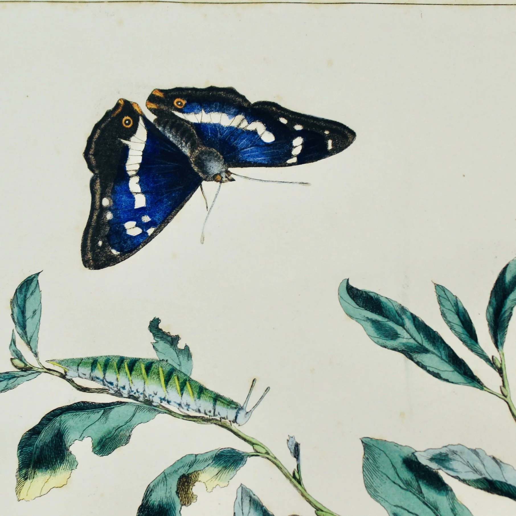 Pair of Rare Moses Harris Hand Colored Butterfly Engravings