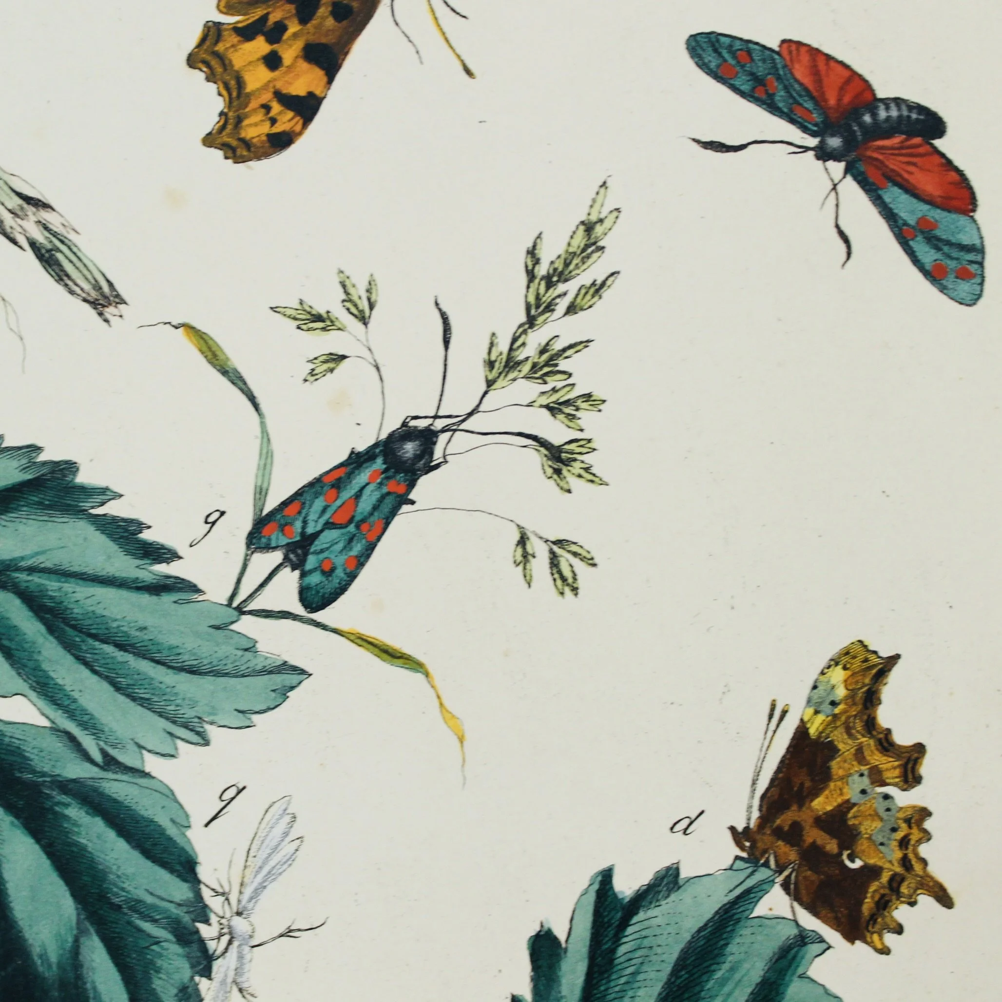 Pair of Rare Moses Harris Hand Colored Butterfly Engravings