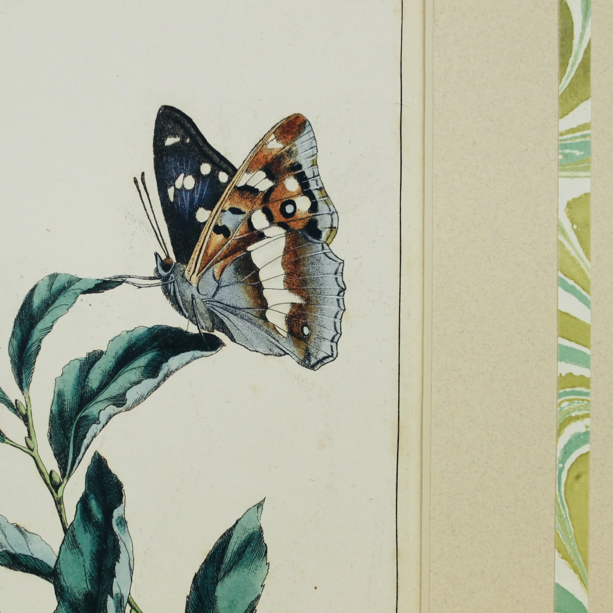 Pair of Rare Moses Harris Hand Colored Butterfly Engravings