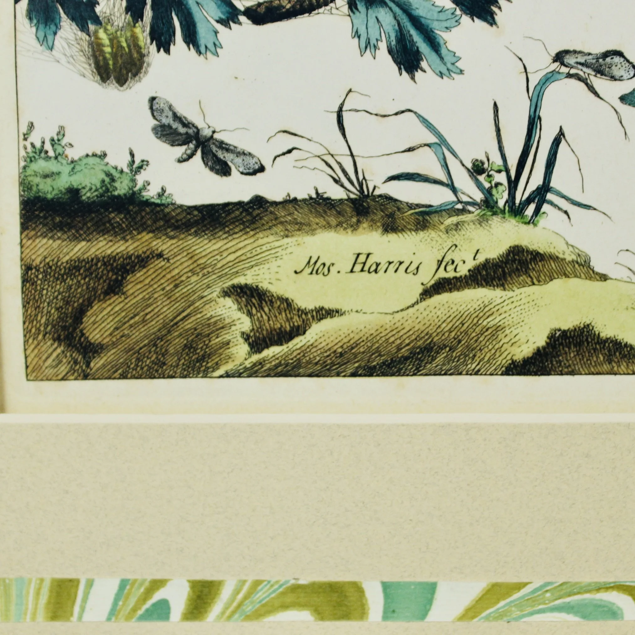 Pair of Rare Moses Harris Hand Colored Butterfly Engravings