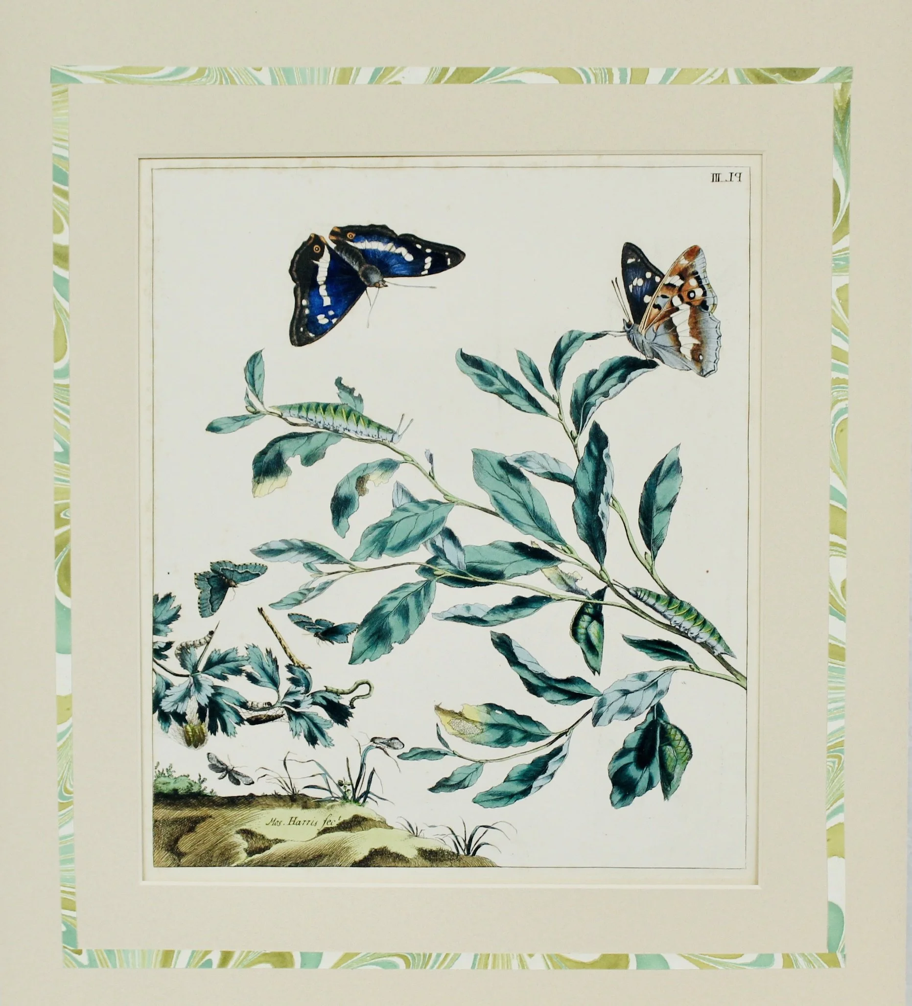 Pair of Rare Moses Harris Hand Colored Butterfly Engravings