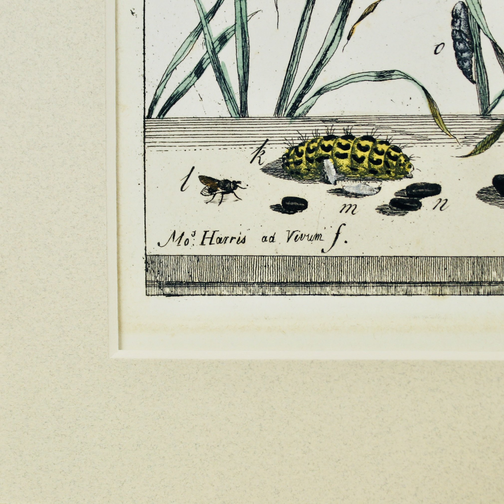 Pair of Rare Moses Harris Hand Colored Butterfly Engravings