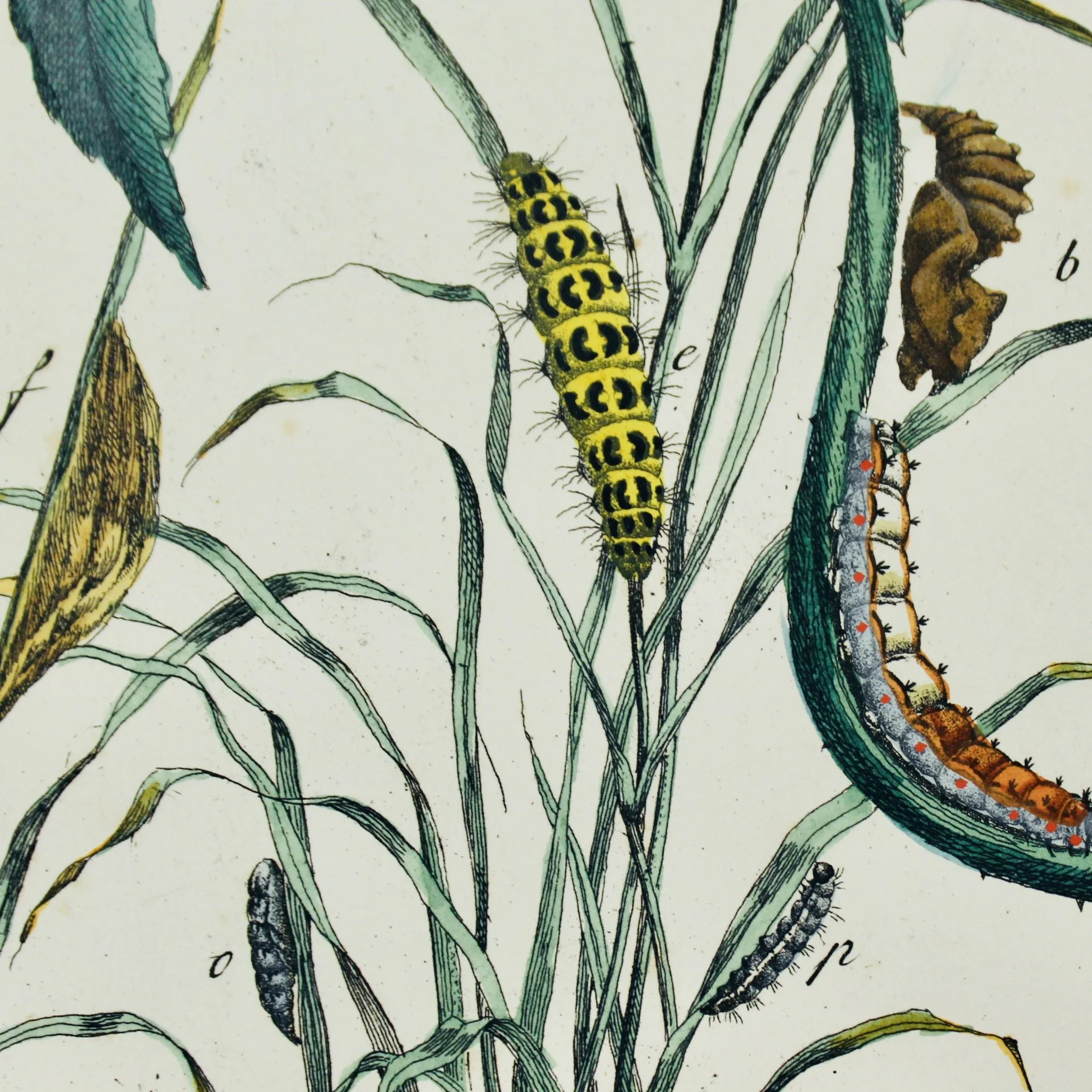 Pair of Rare Moses Harris Hand Colored Butterfly Engravings