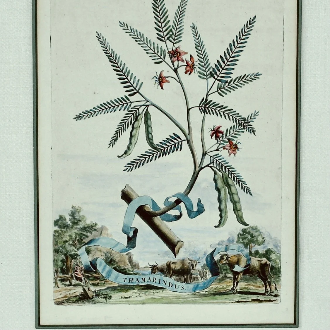 Original Engravings by Abraham Munting, 17th Century