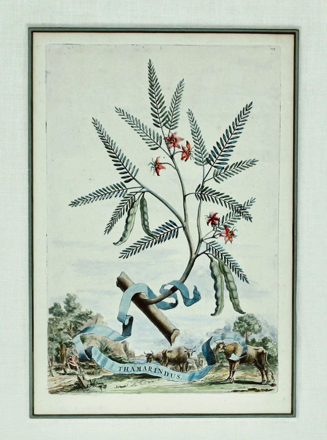 Original Engravings by Abraham Munting, 17th Century
