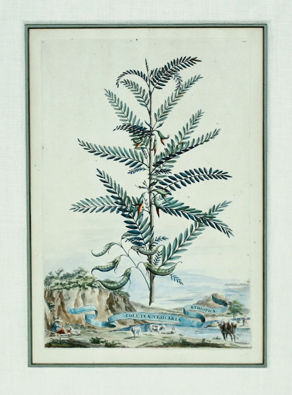 Original Engravings by Abraham Munting, 17th Century