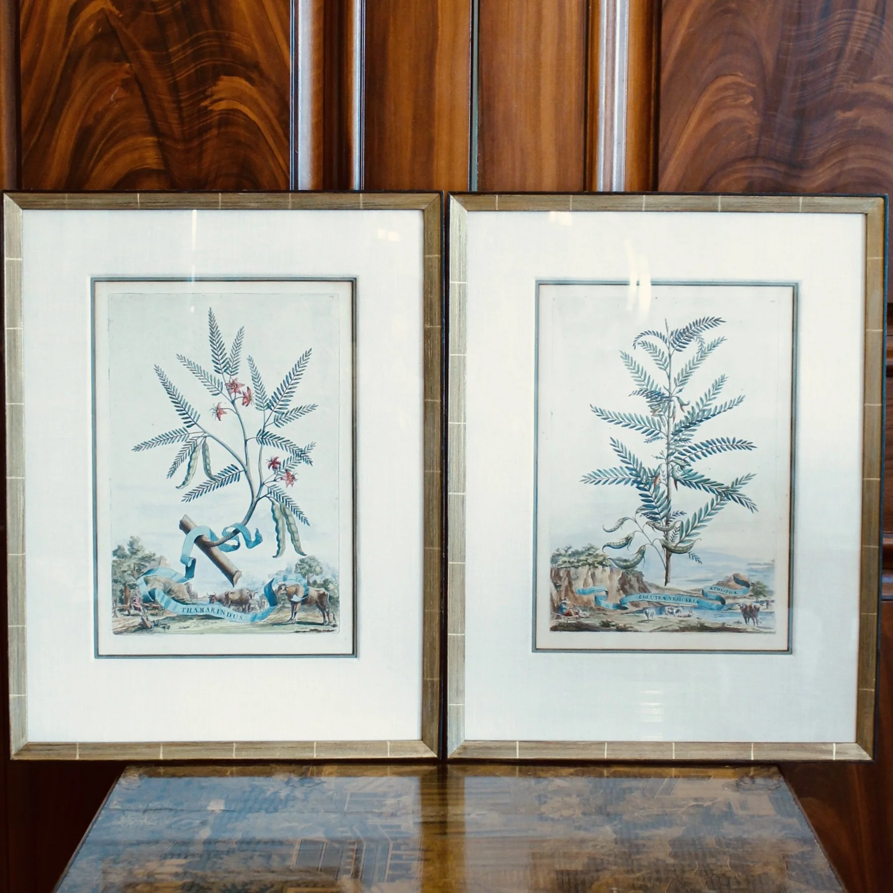 Original Engravings by Abraham Munting, 17th Century
