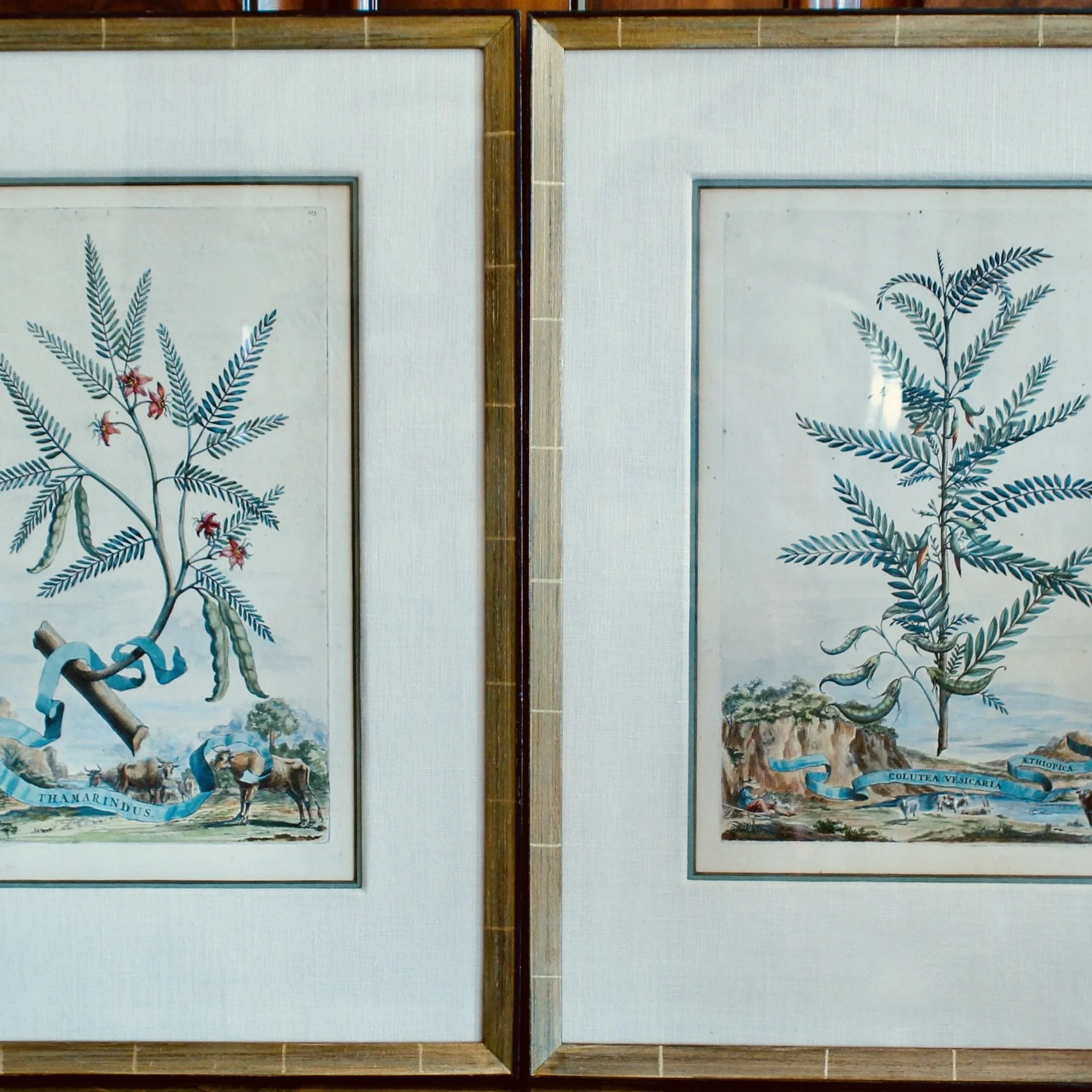 Original Engravings by Abraham Munting, 17th Century