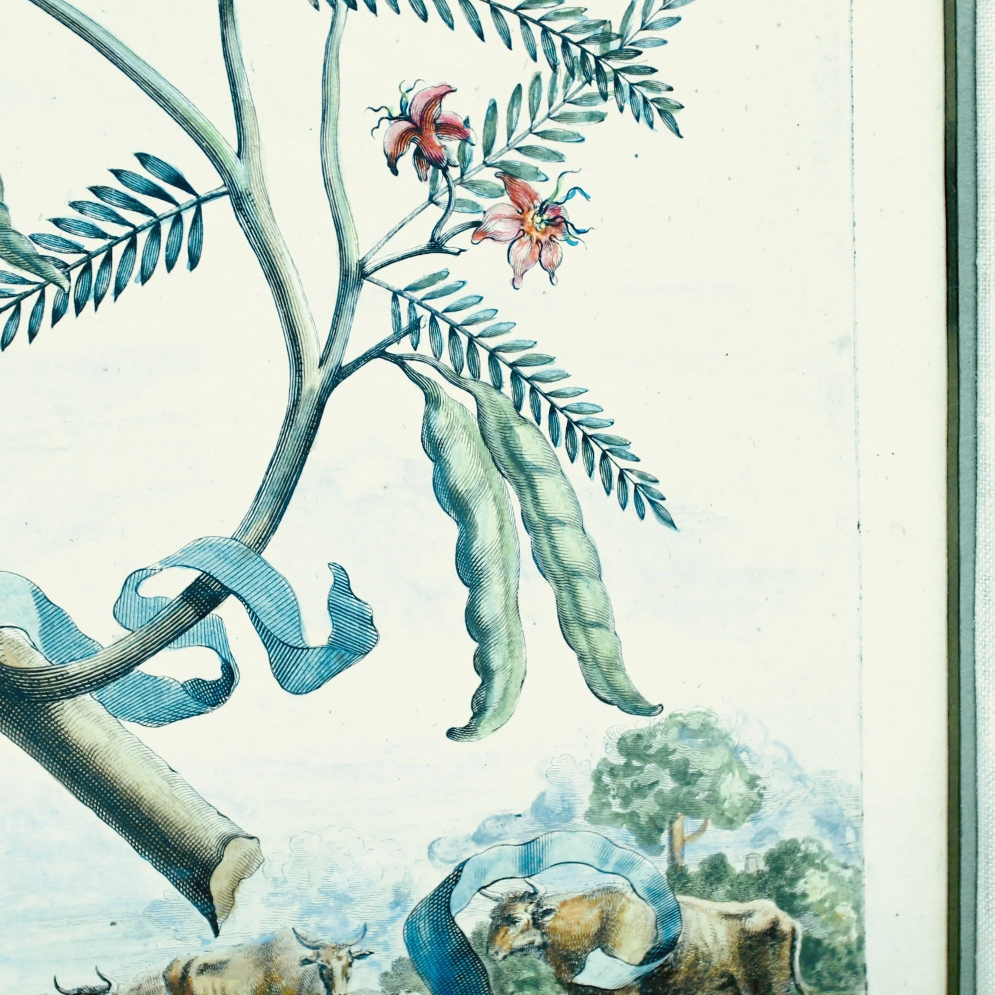 Original Engravings by Abraham Munting, 17th Century