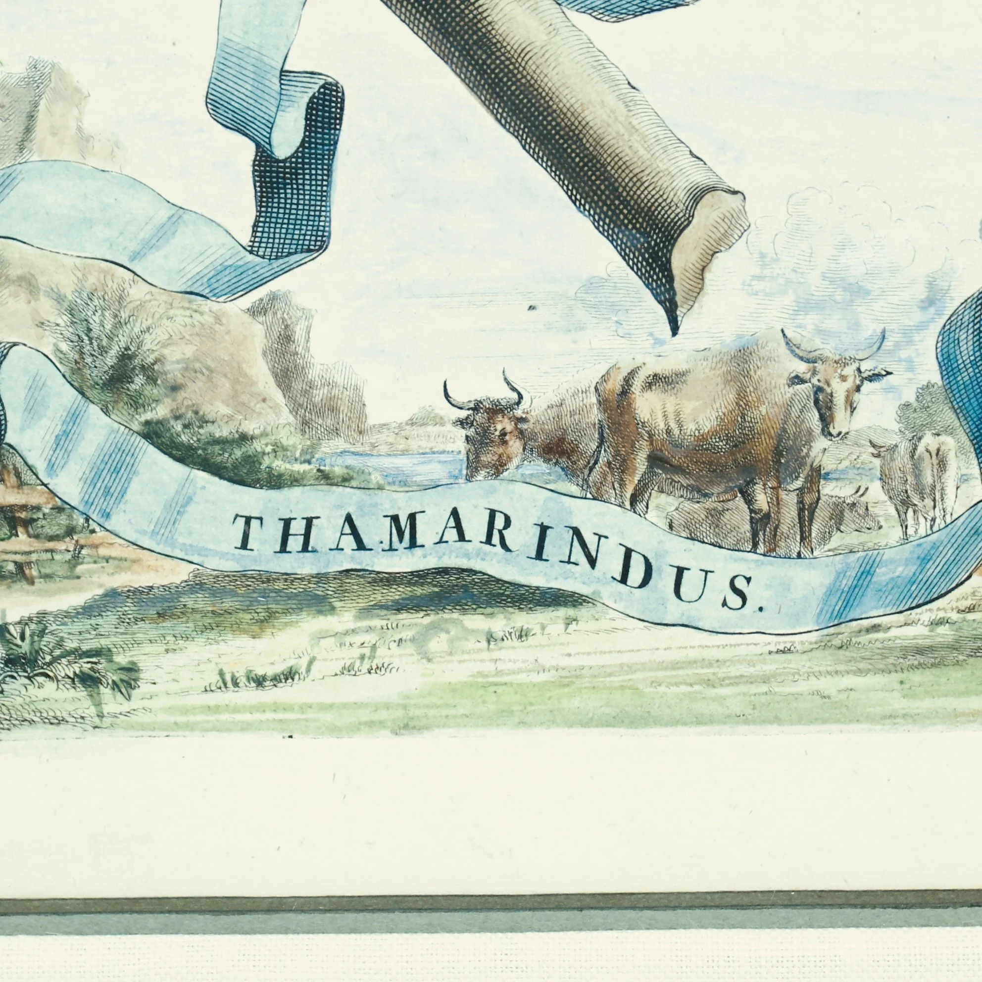 Original Engravings by Abraham Munting, 17th Century