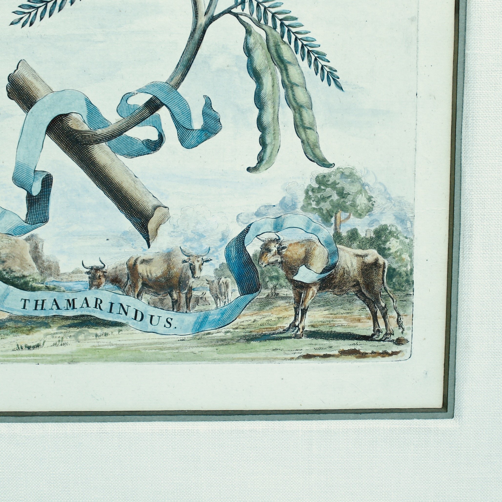 Original Engravings by Abraham Munting, 17th Century