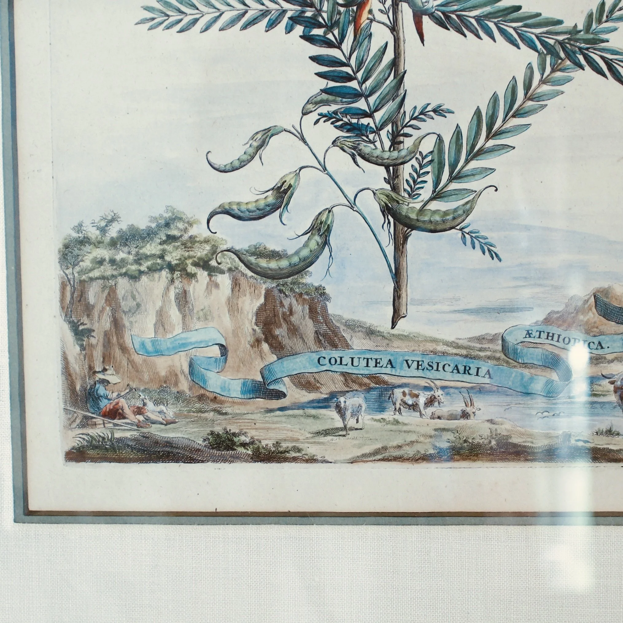 Original Engravings by Abraham Munting, 17th Century