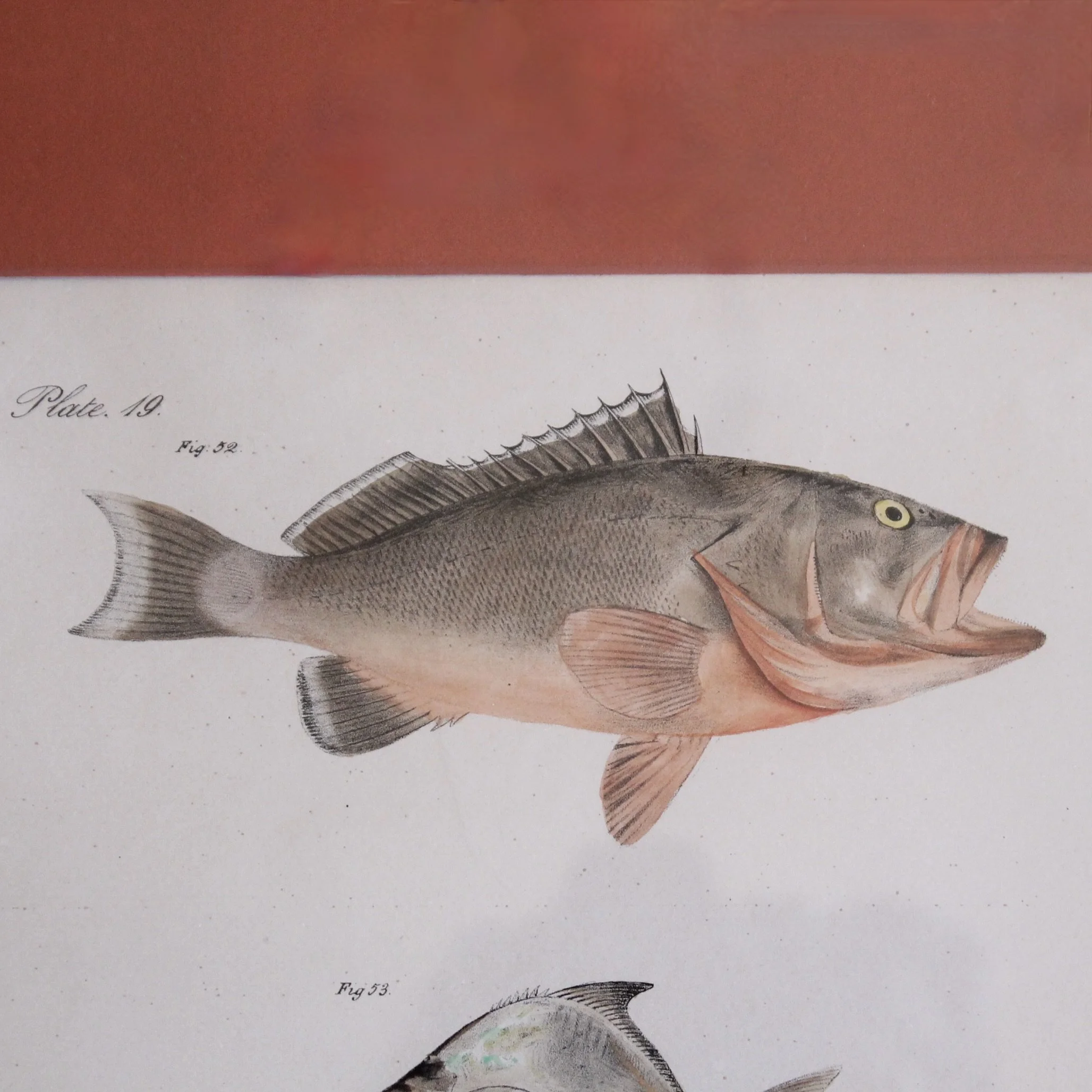J. W. Hill, New York,  Fish Engravings