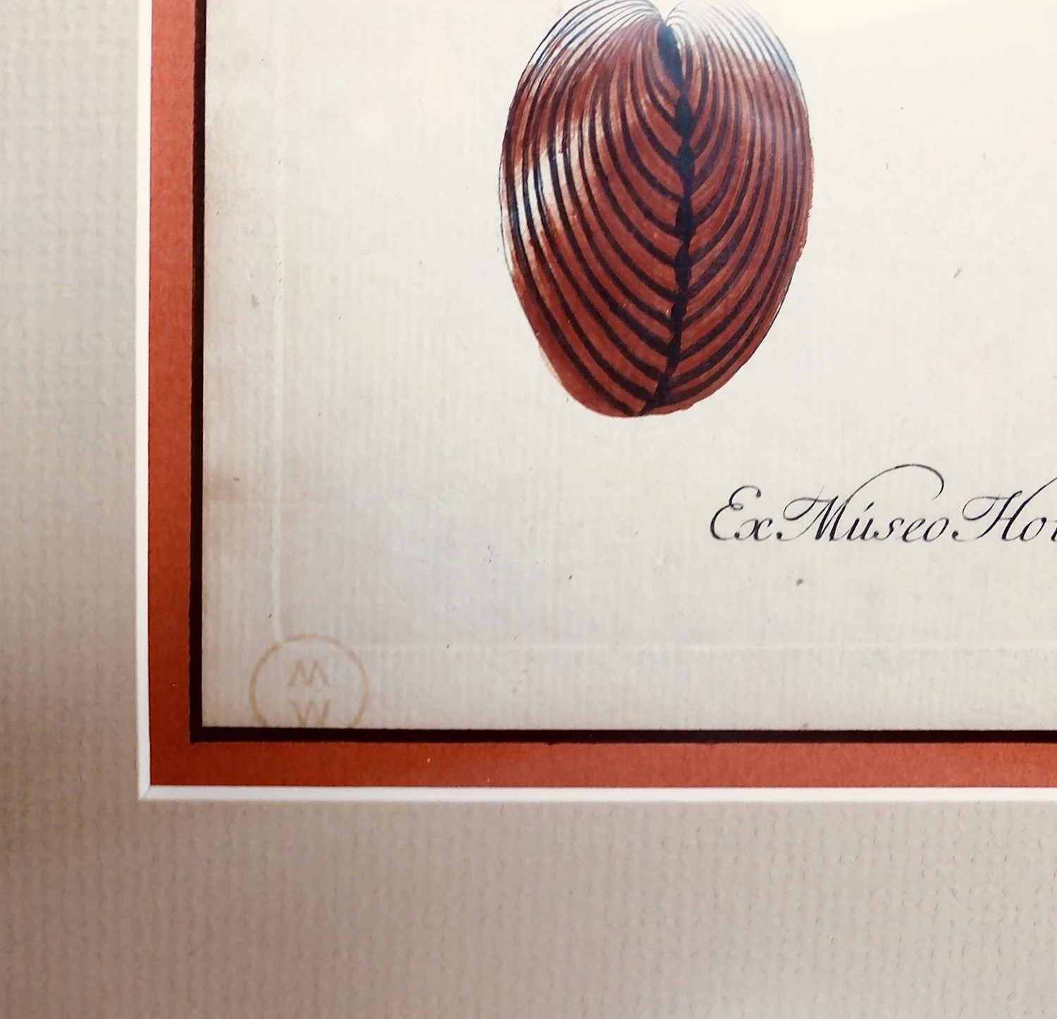 18th Century German Engravings of Seashells,  Georg Wolfgang Knorr