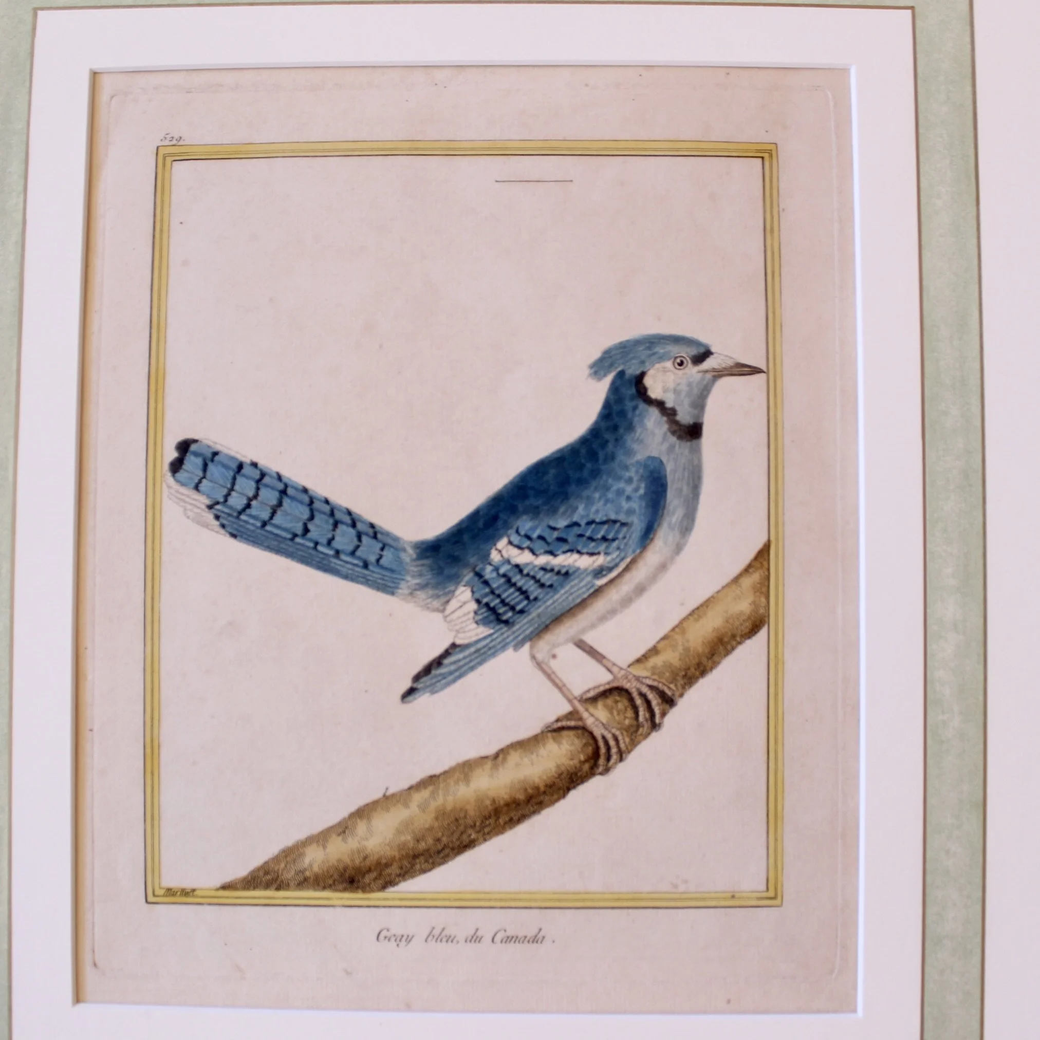 Copperplate Engravings of Birds by François Martinet