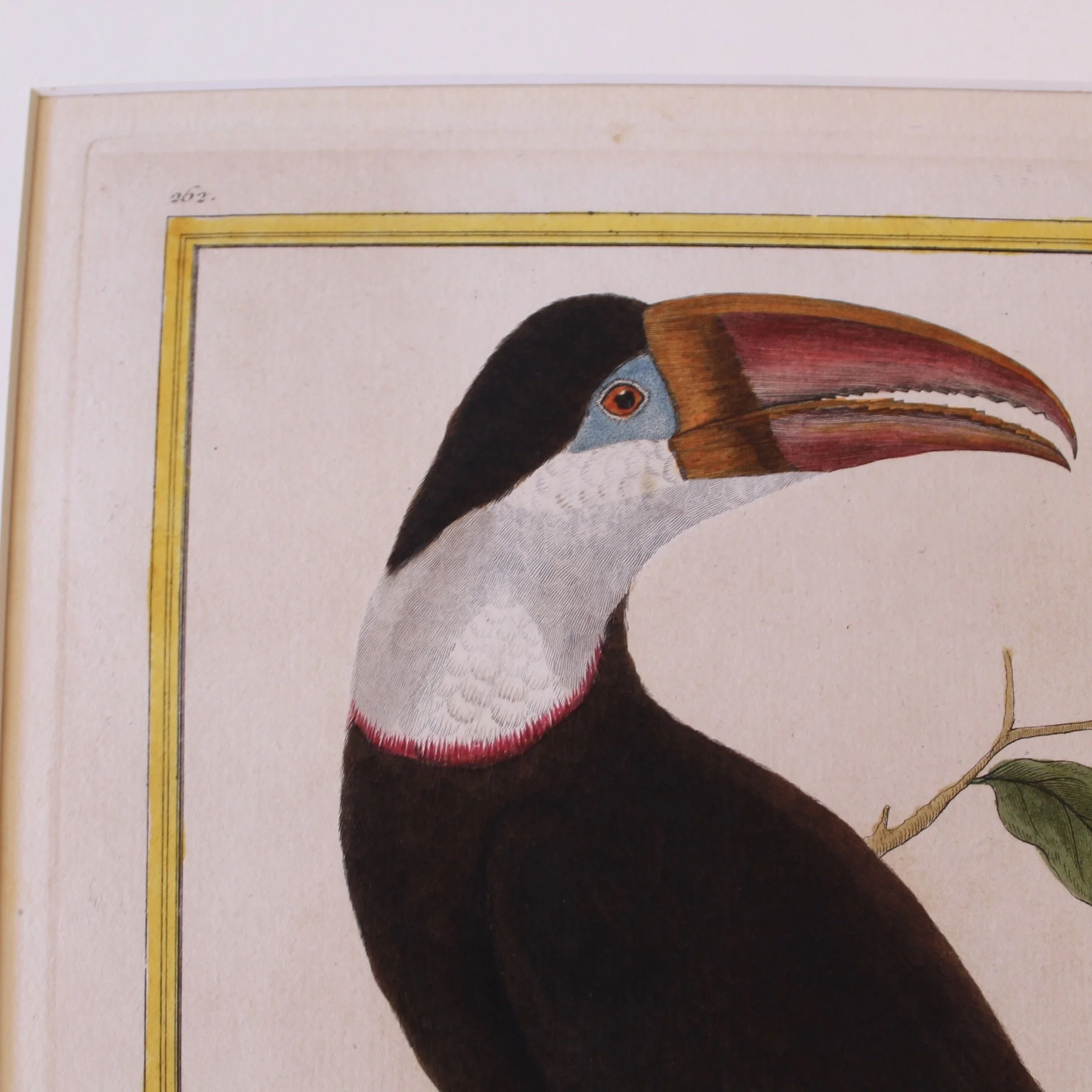 Copperplate Engravings of Birds by François Martinet