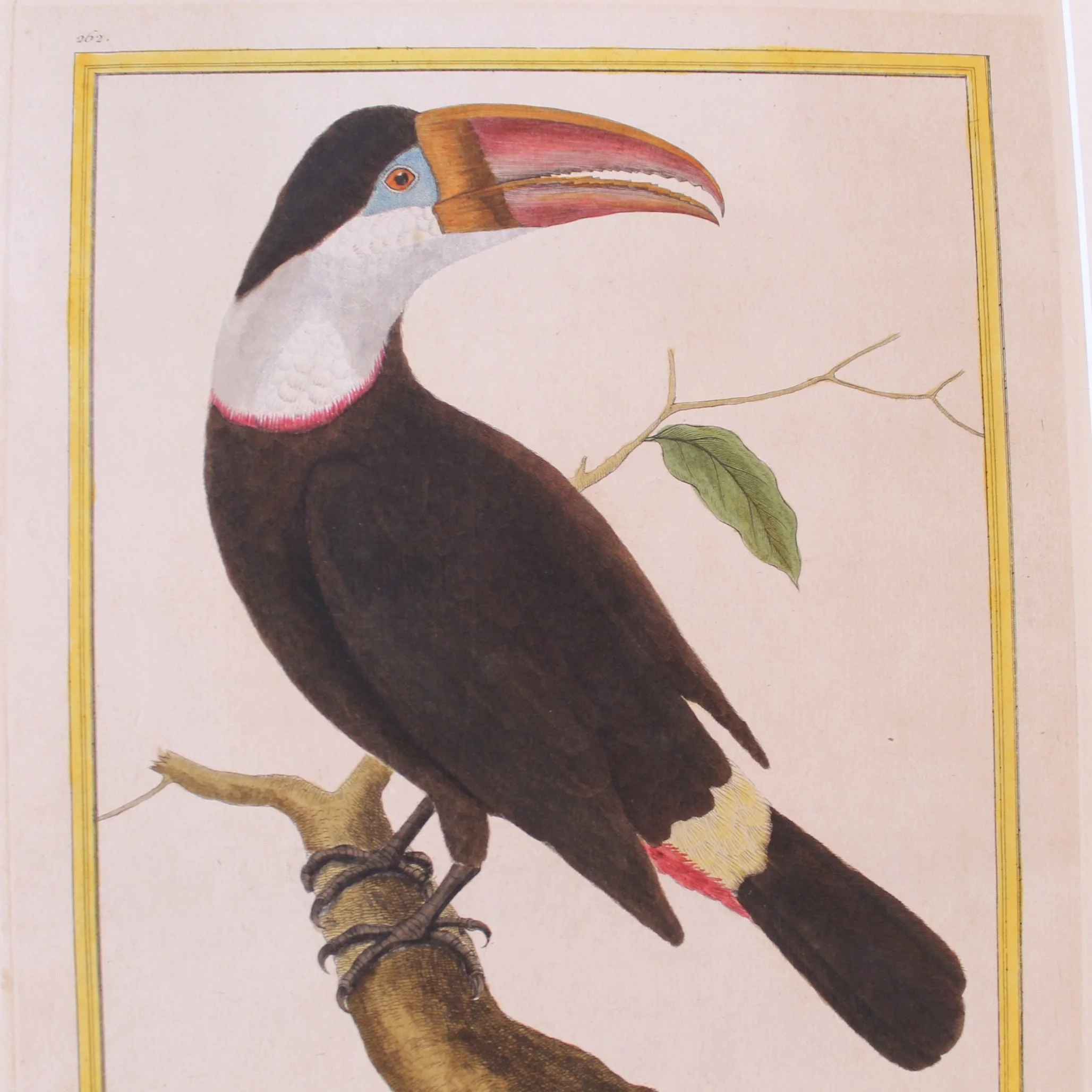 Copperplate Engravings of Birds by François Martinet