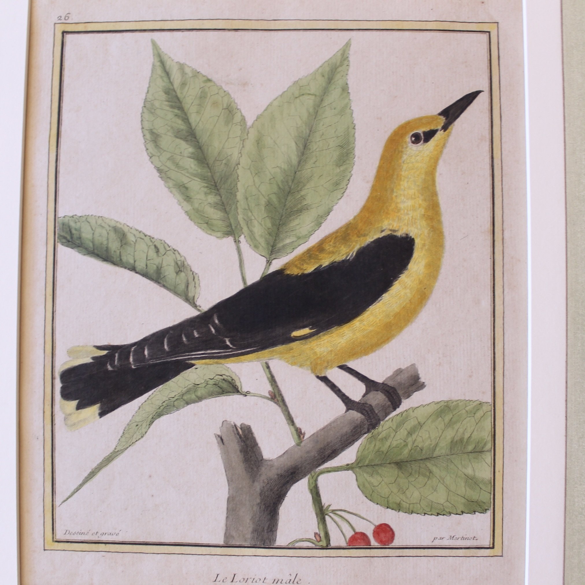 Copperplate Engravings of Birds by François Martinet