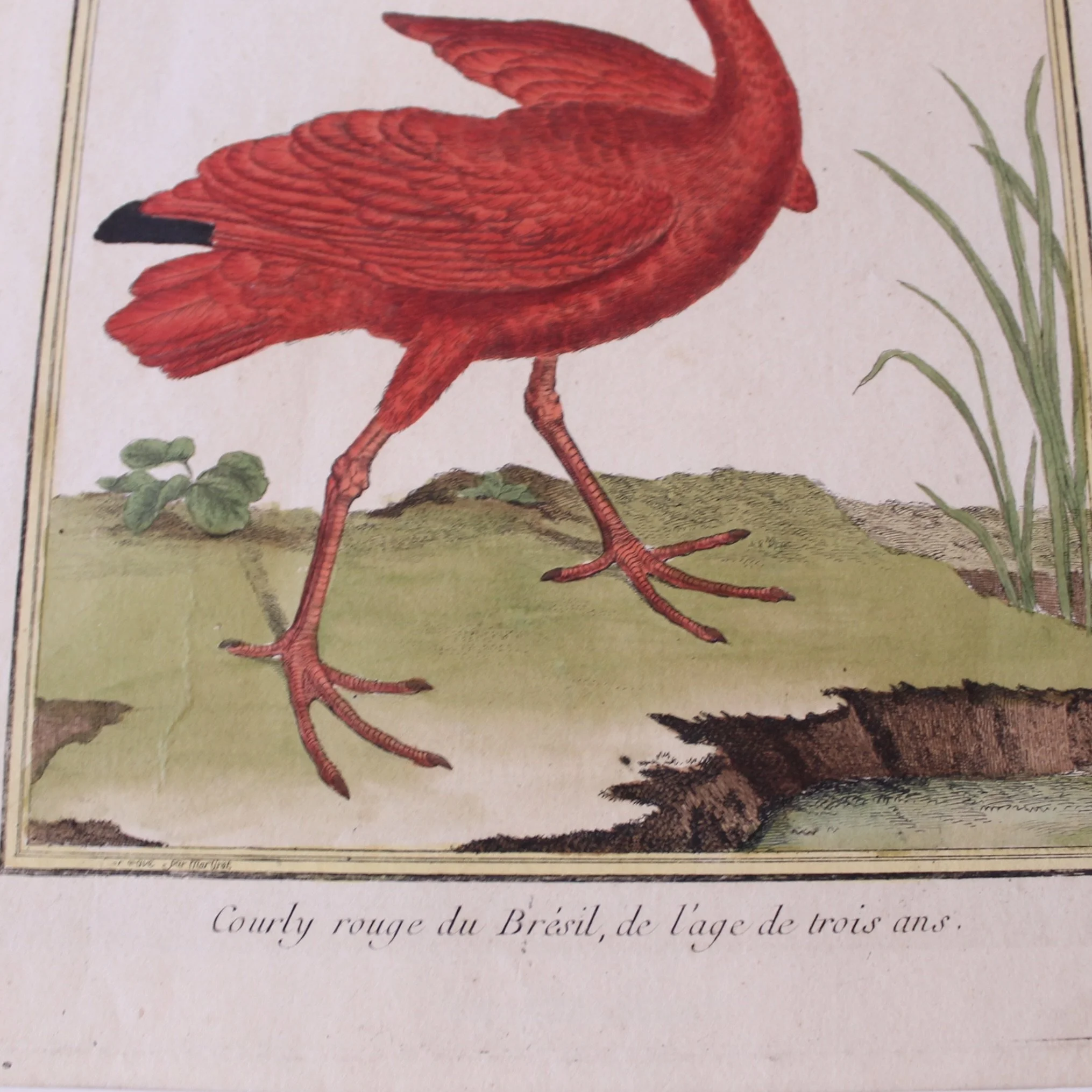 Copperplate Engravings of Birds by François Martinet