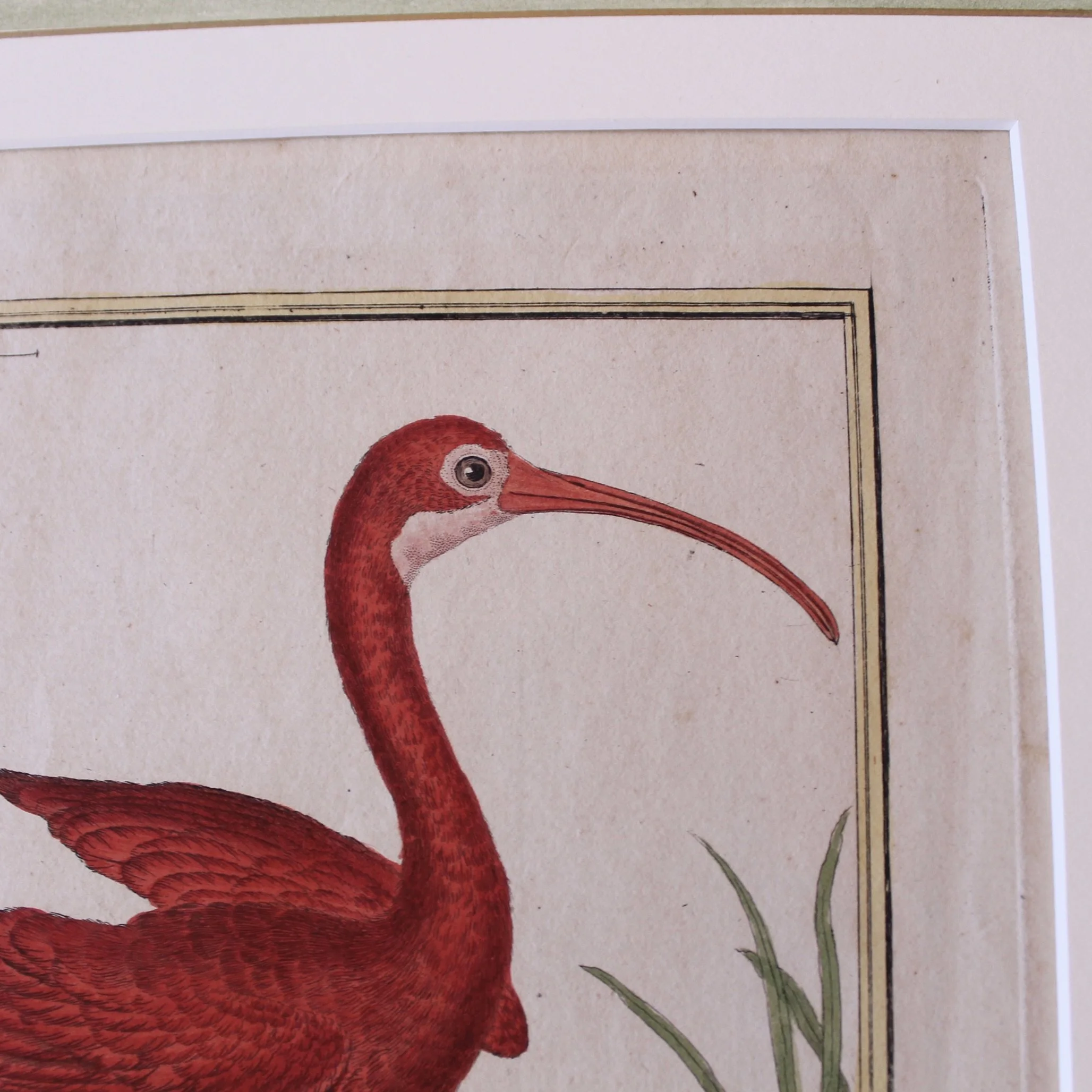 Copperplate Engravings of Birds by François Martinet