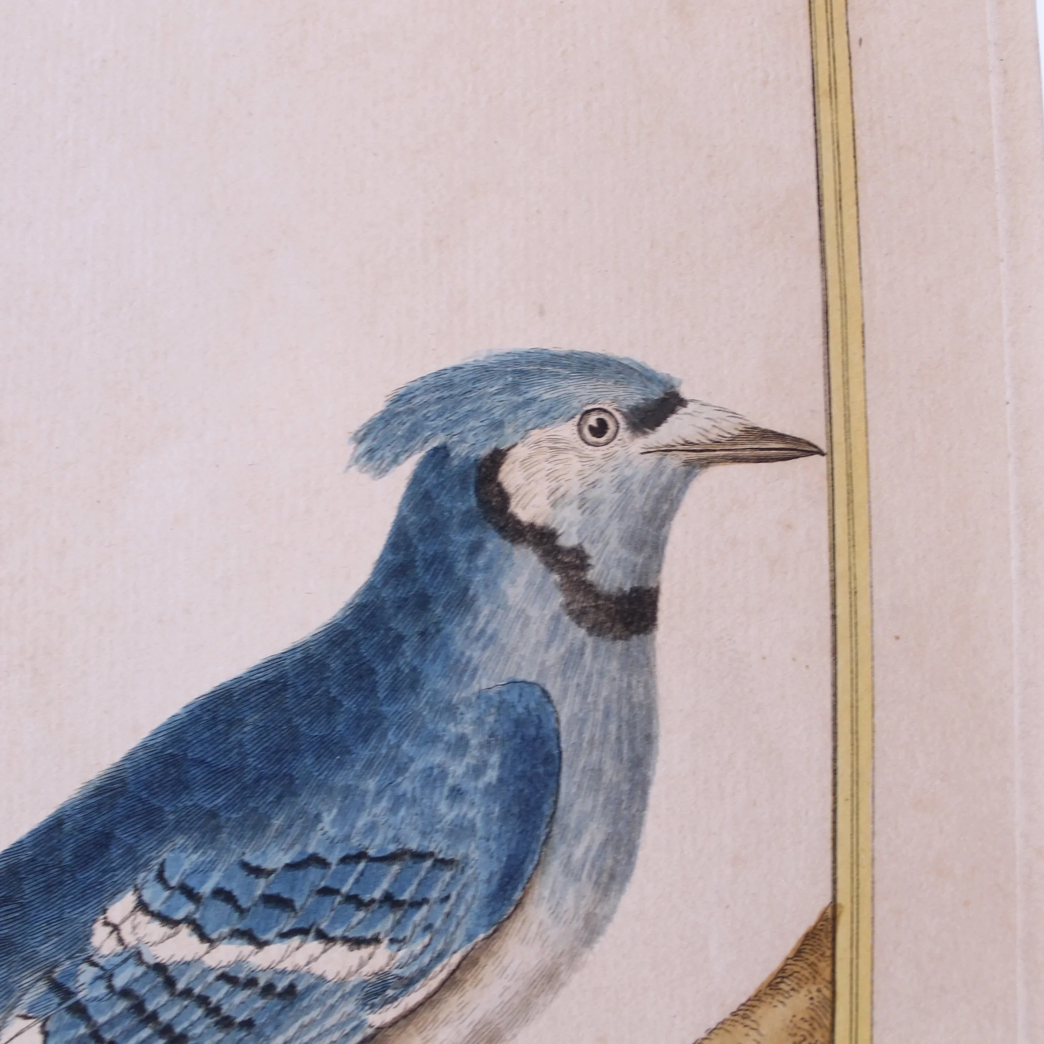 Copperplate Engravings of Birds by François Martinet