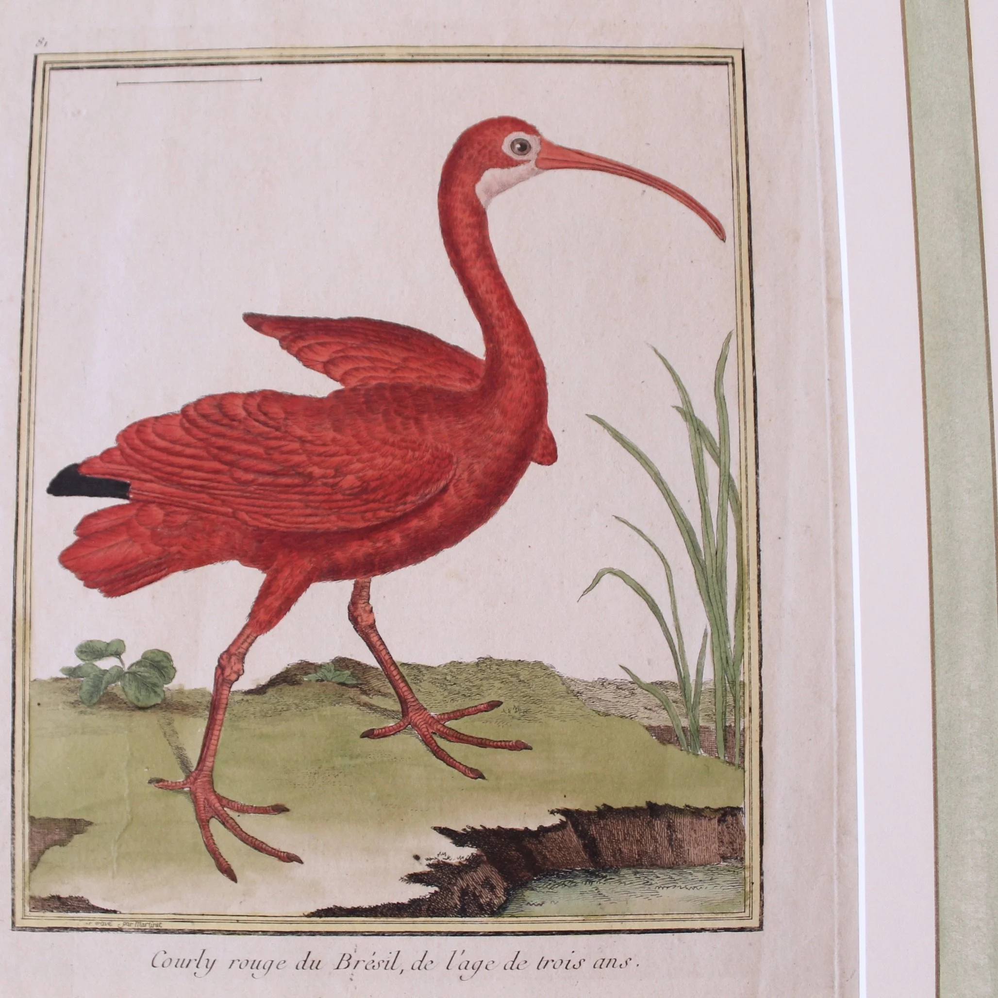 Copperplate Engravings of Birds by François Martinet