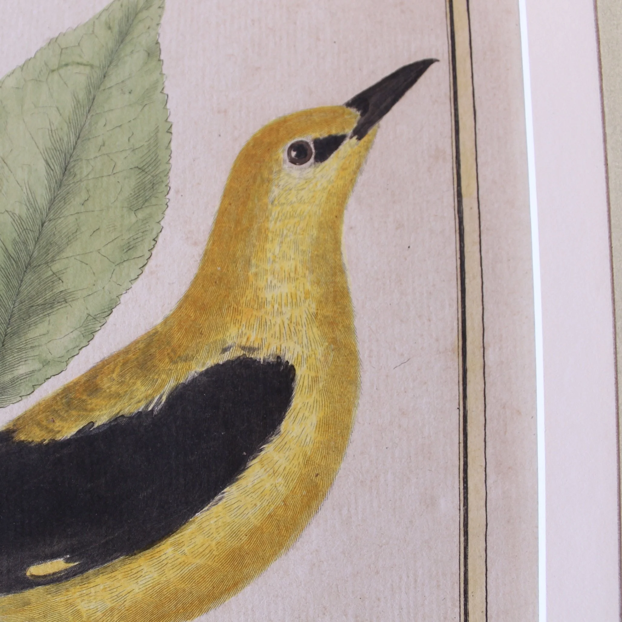 Copperplate Engravings of Birds by François Martinet