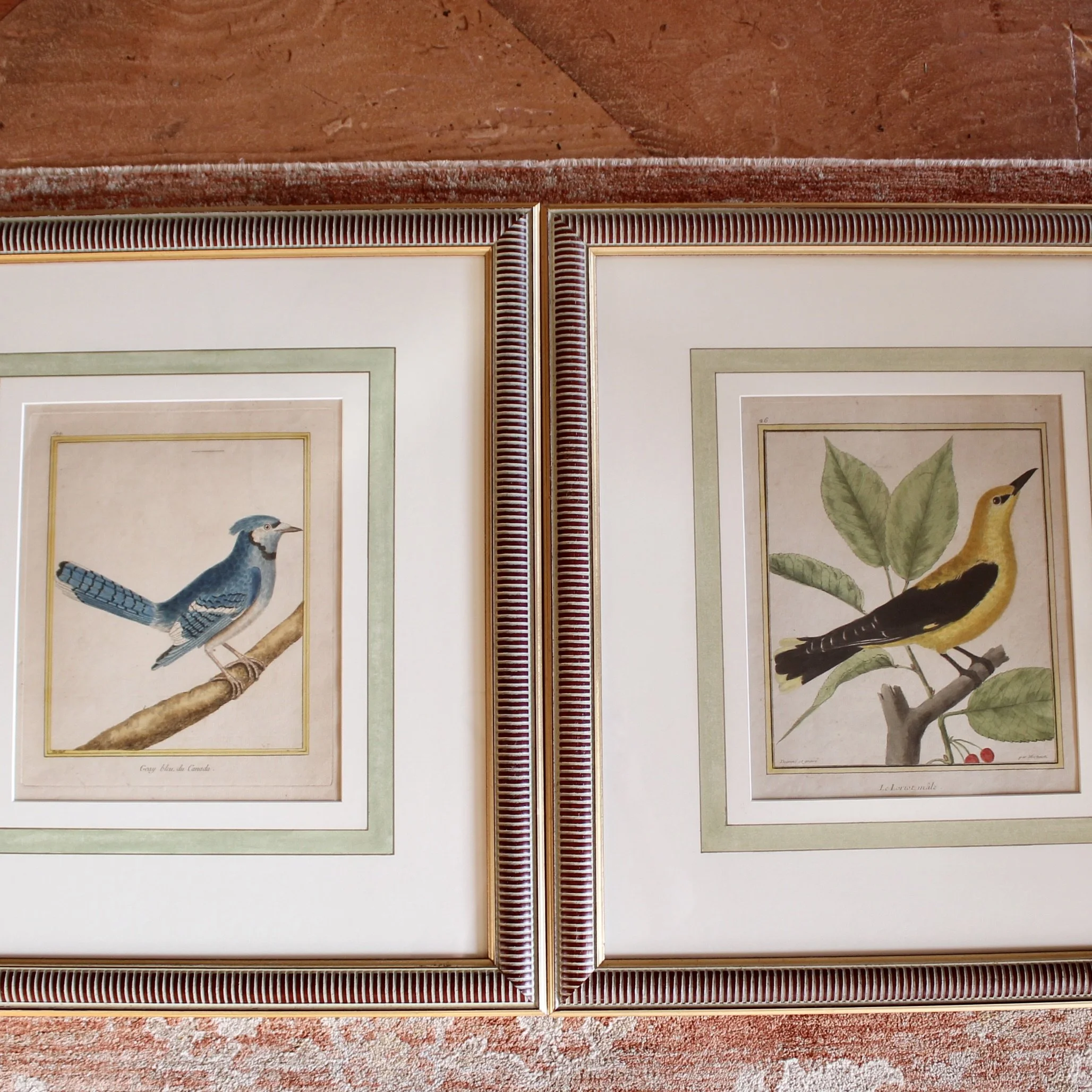 Copperplate Engravings of Birds by François Martinet