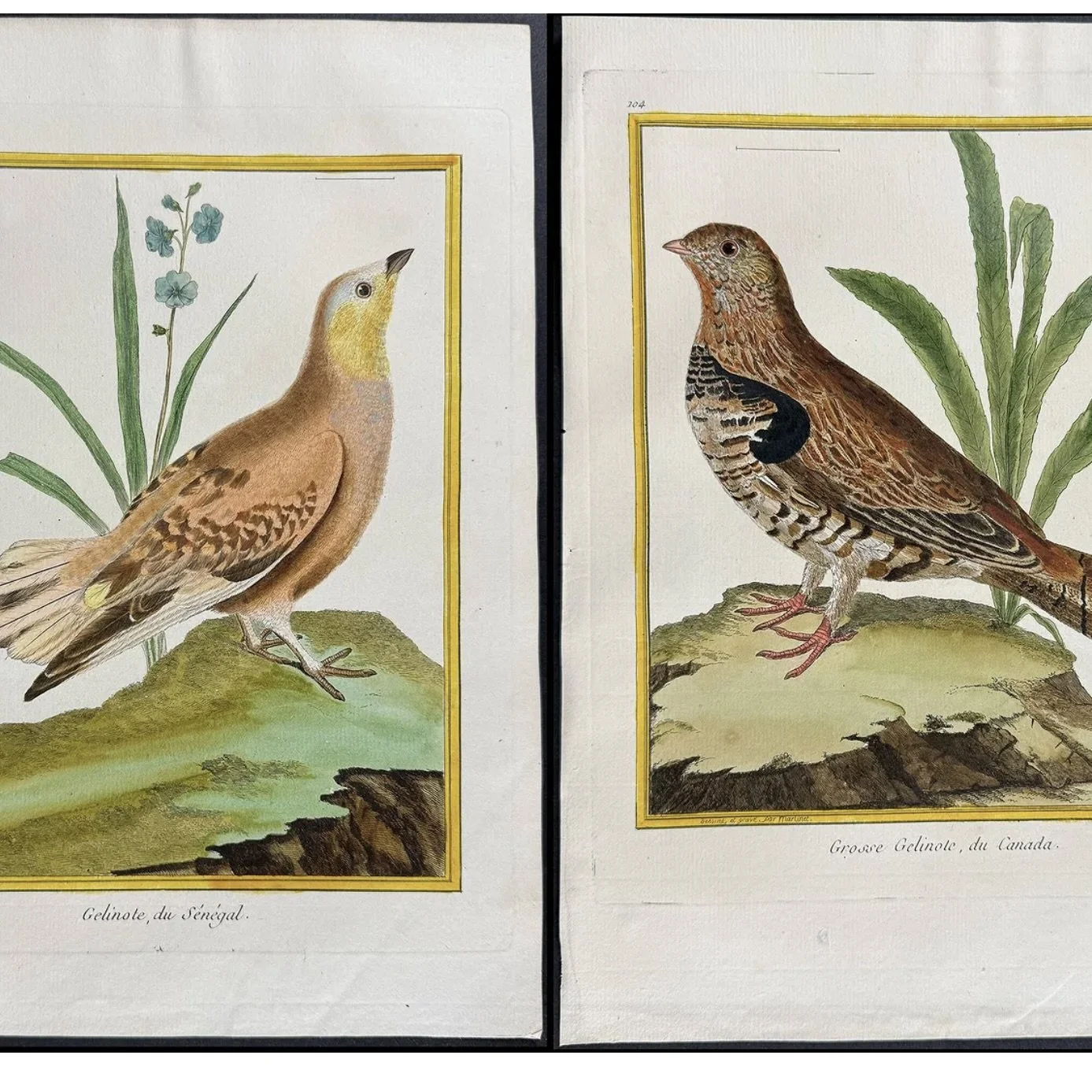 ngravings of Grouse by François-Nicolas Martinet,