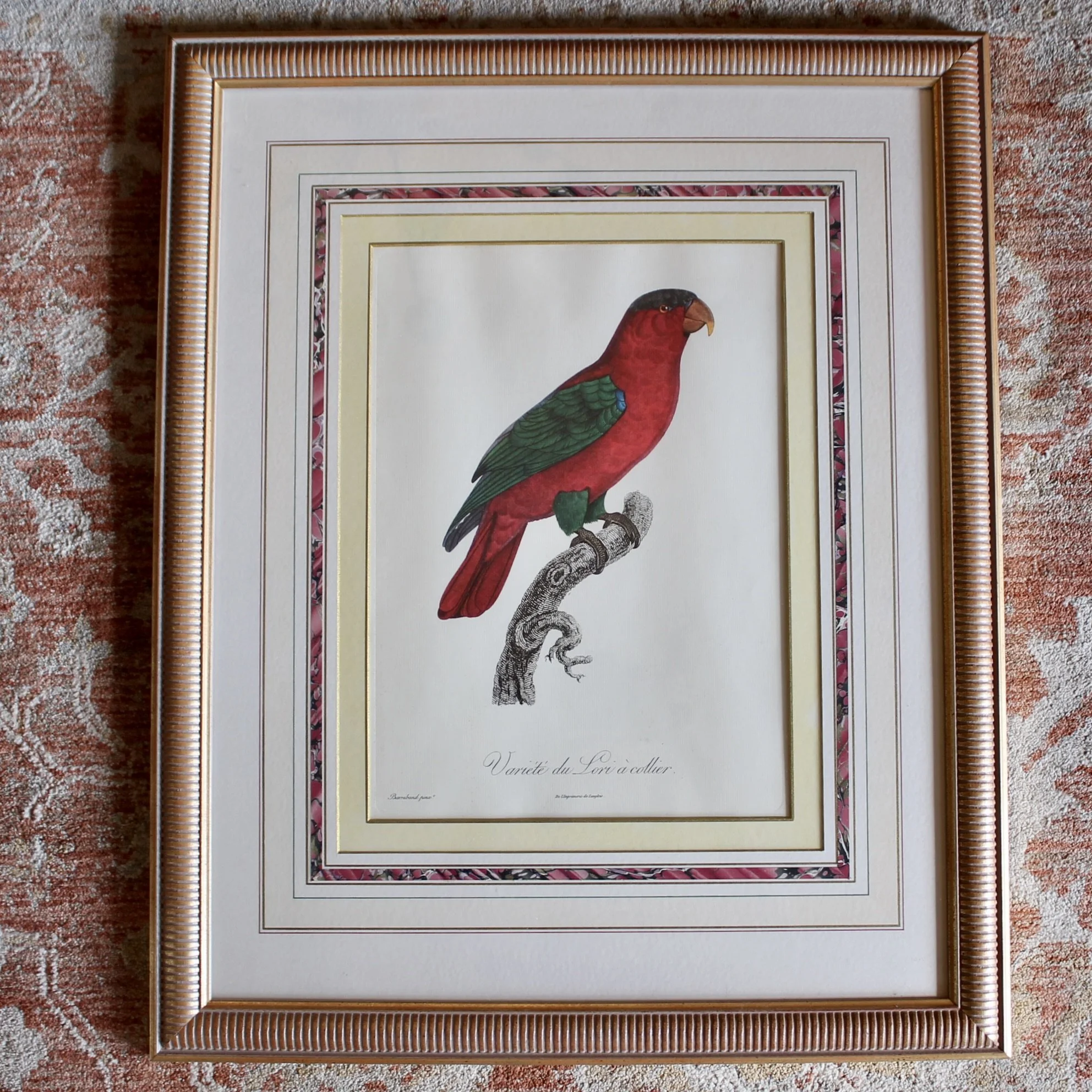 Pair of Parrot Prints by Jacques Barraband (François Levaillant) in Fine Frames
