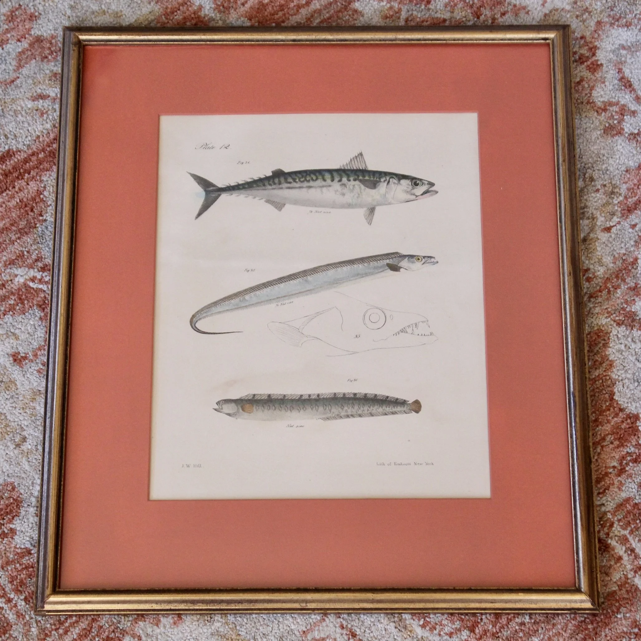 J. W. Hill, New York,  Fish Engravings