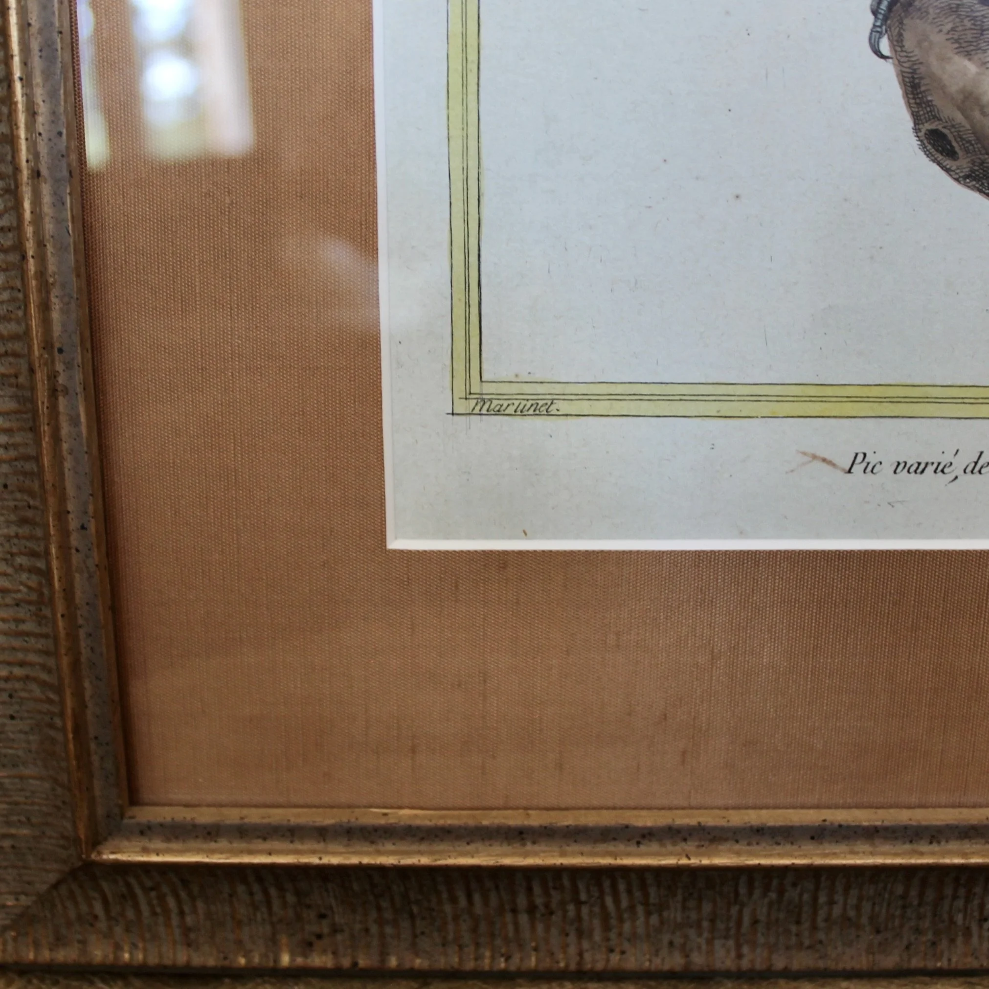 Martinet bird engravings