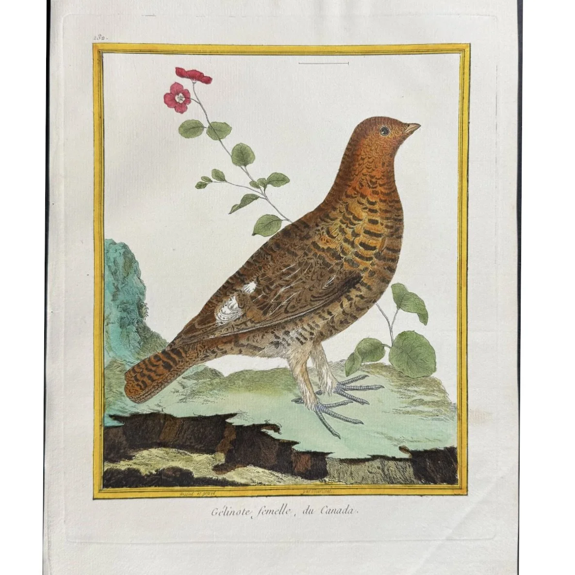 ngravings of Grouse by François-Nicolas Martinet,