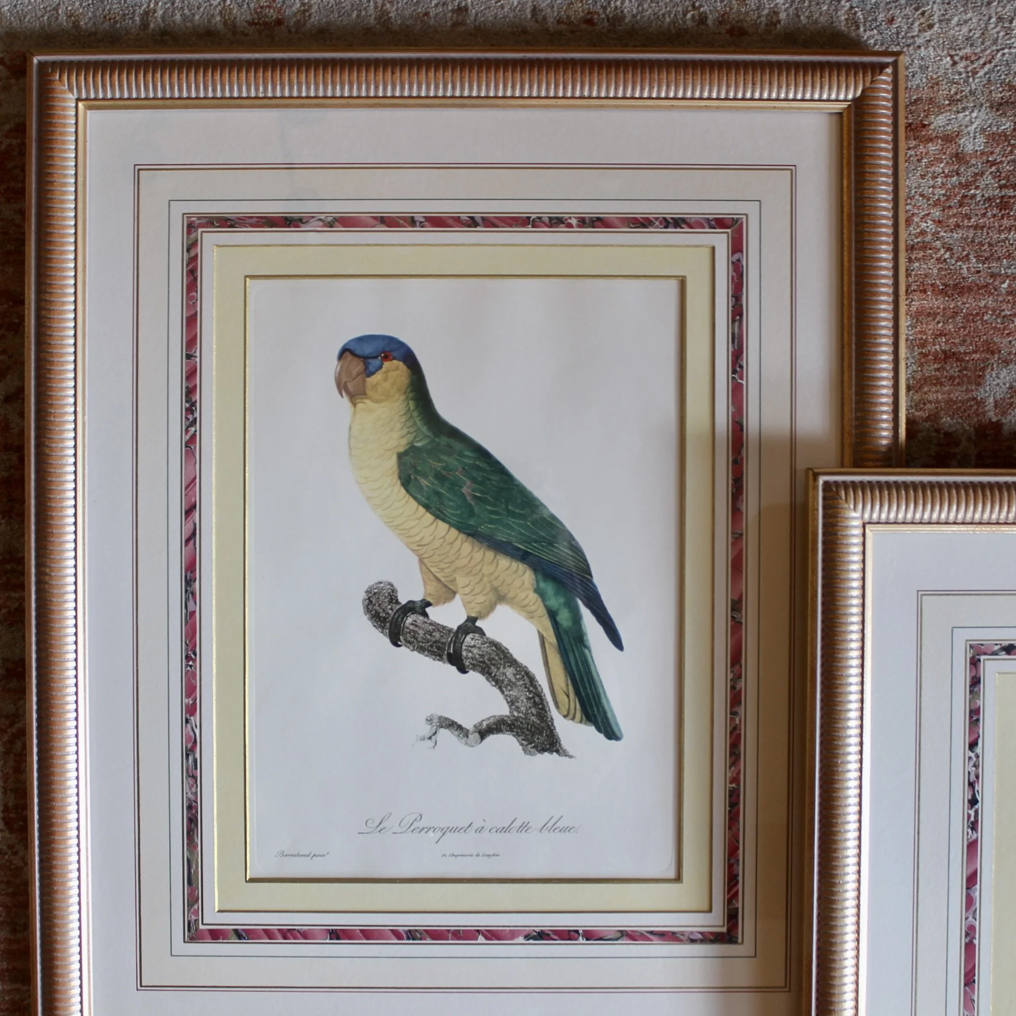 Pair of Parrot Prints by Jacques Barraband (François Levaillant) in Fine Frames