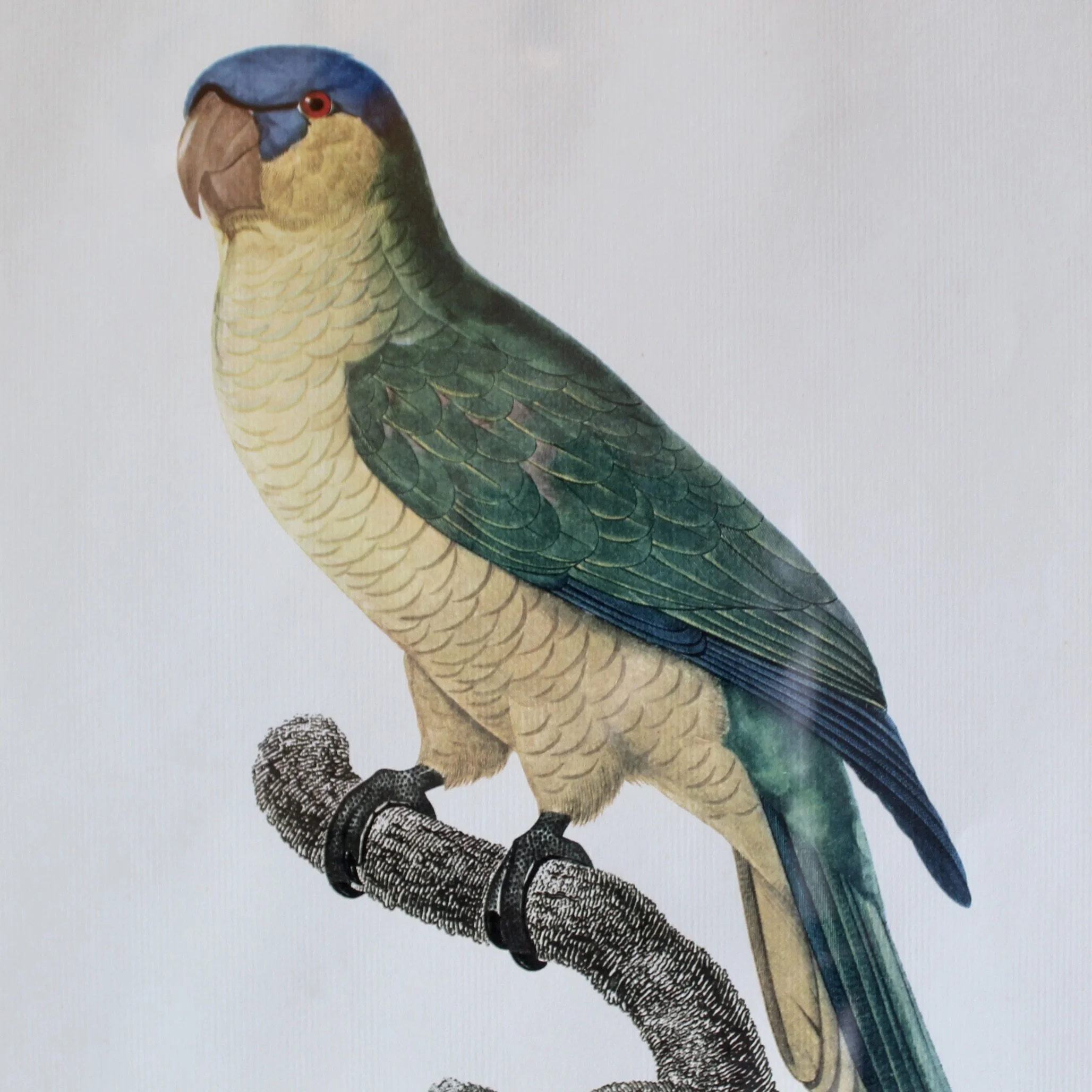 Pair of Parrot Prints by Jacques Barraband (François Levaillant) in Fine Frames