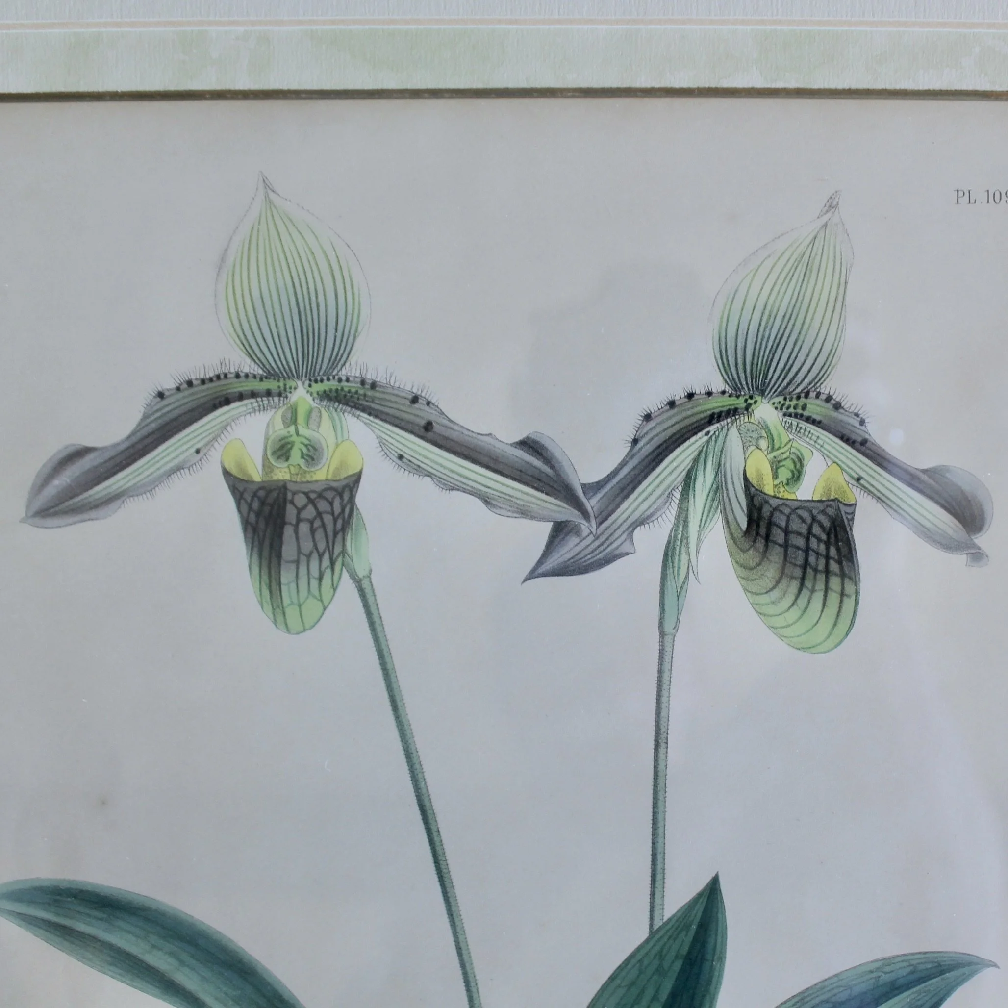 Lady’s Slipper Orchid antique Lithographs, John Nugent Fitch