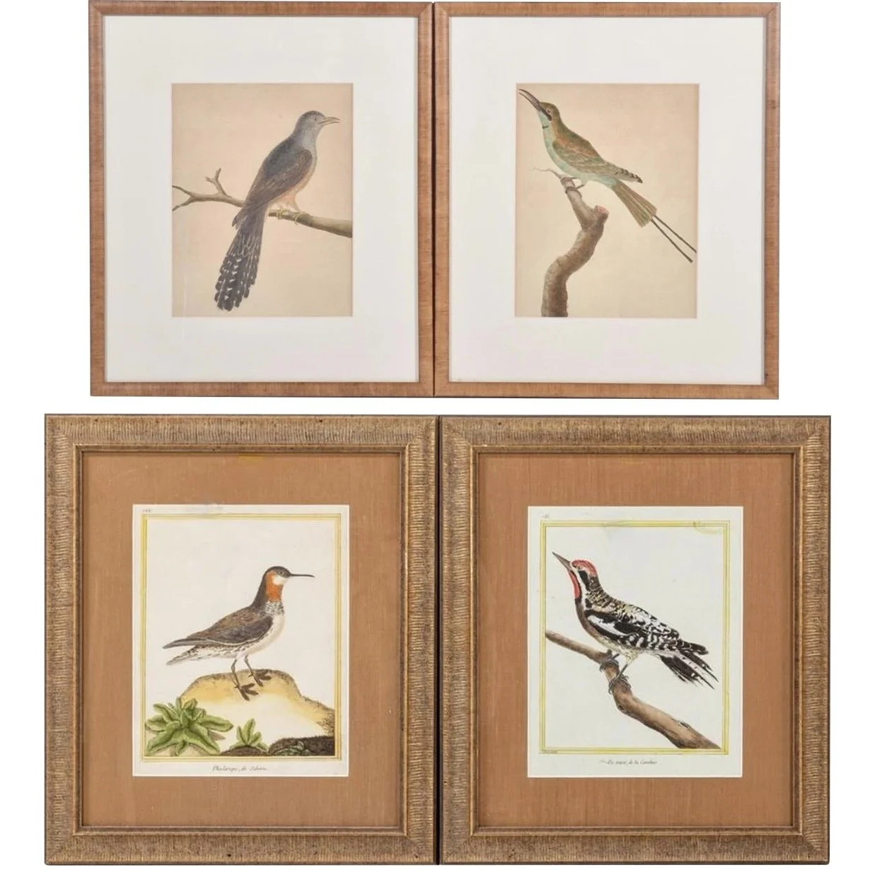 Martinet bird engravings