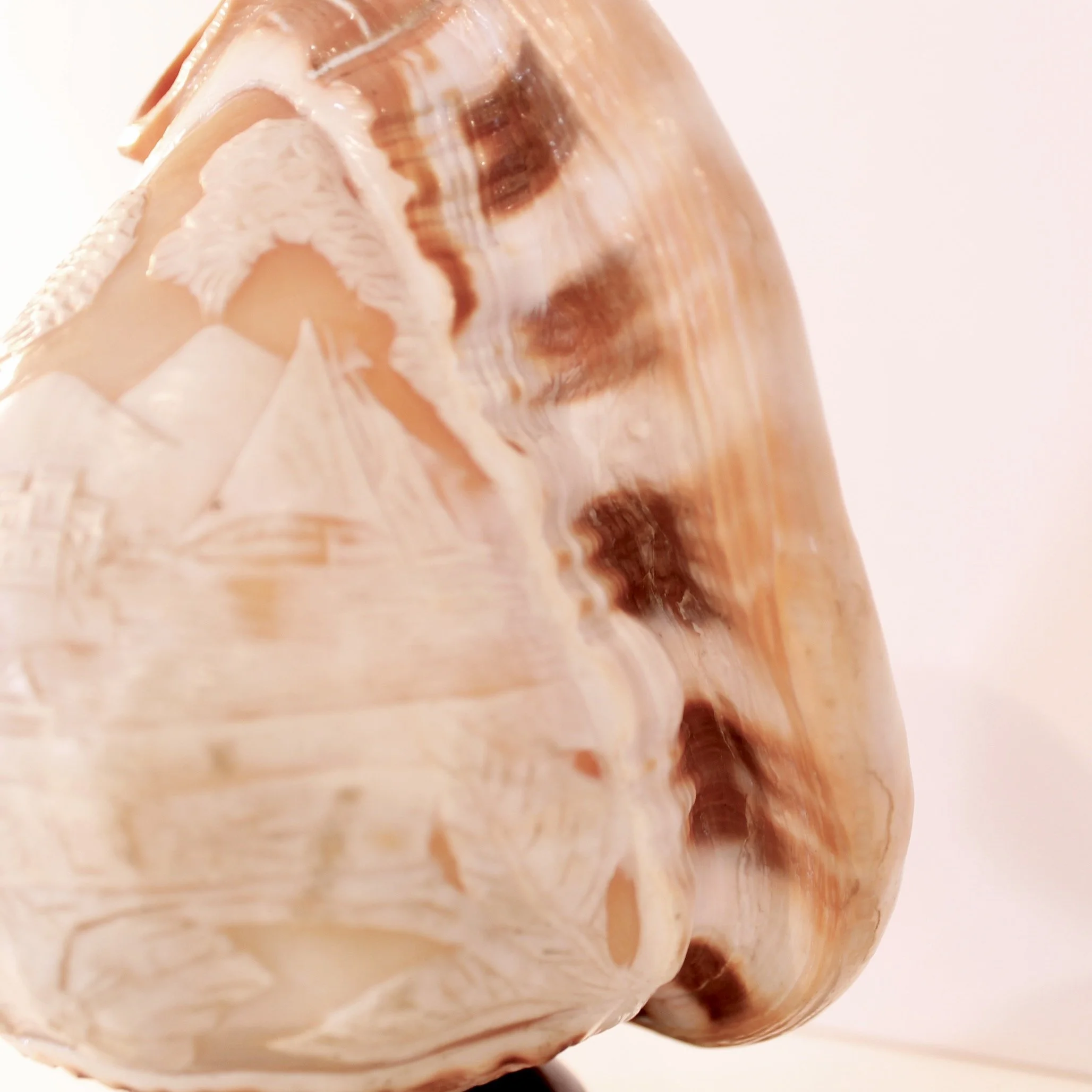 Cameo Carved Italian Conch Shell (Lamp)