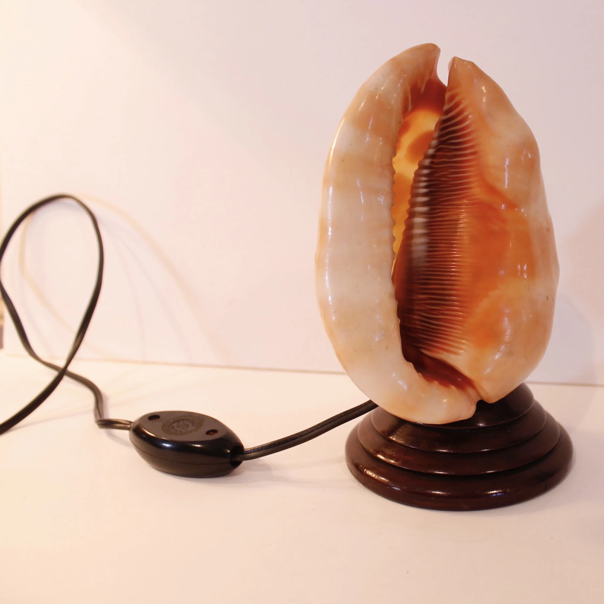 Cameo Carved Italian Conch Shell (Lamp)
