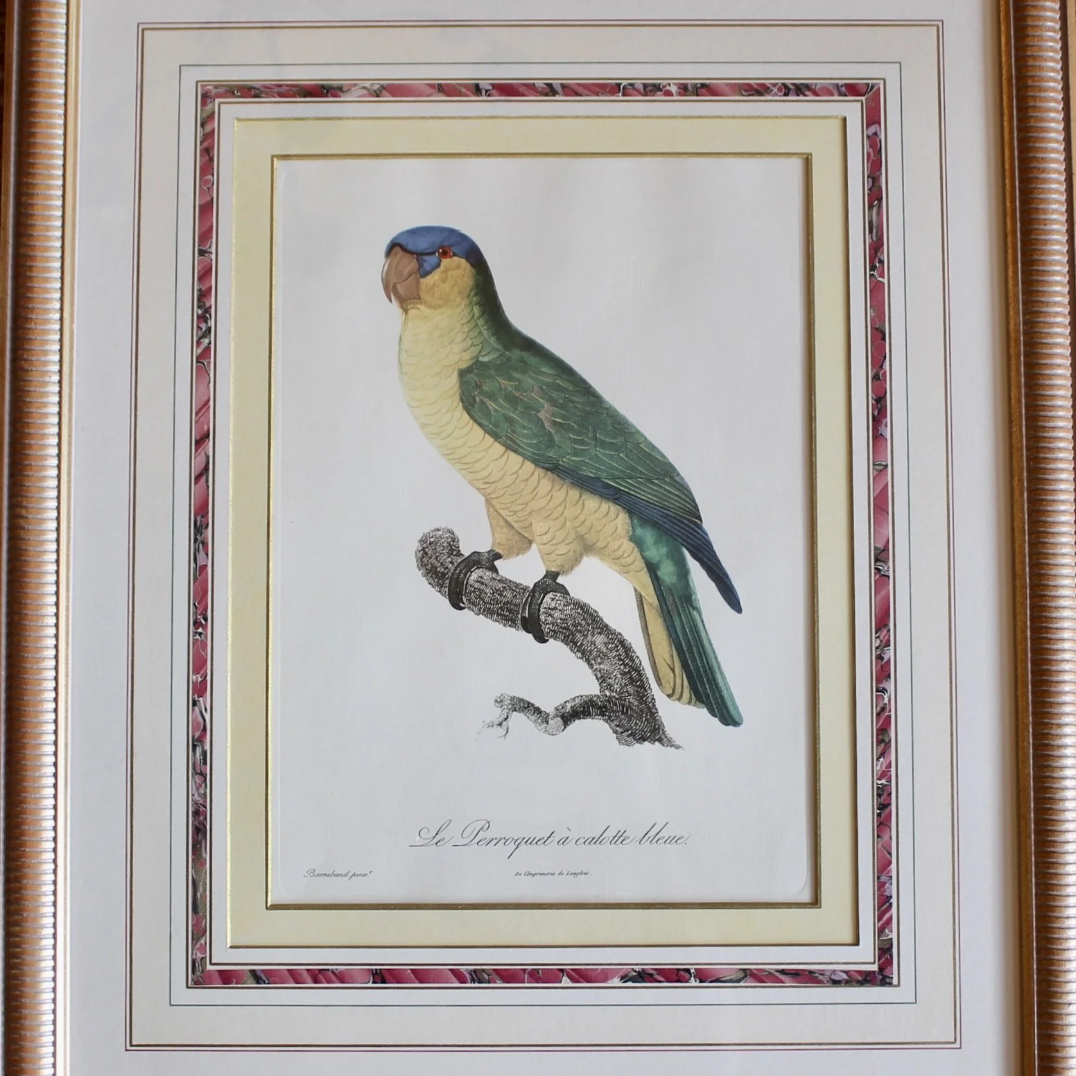 Pair of Parrot Prints by Jacques Barraband (François Levaillant) in Fine Frames