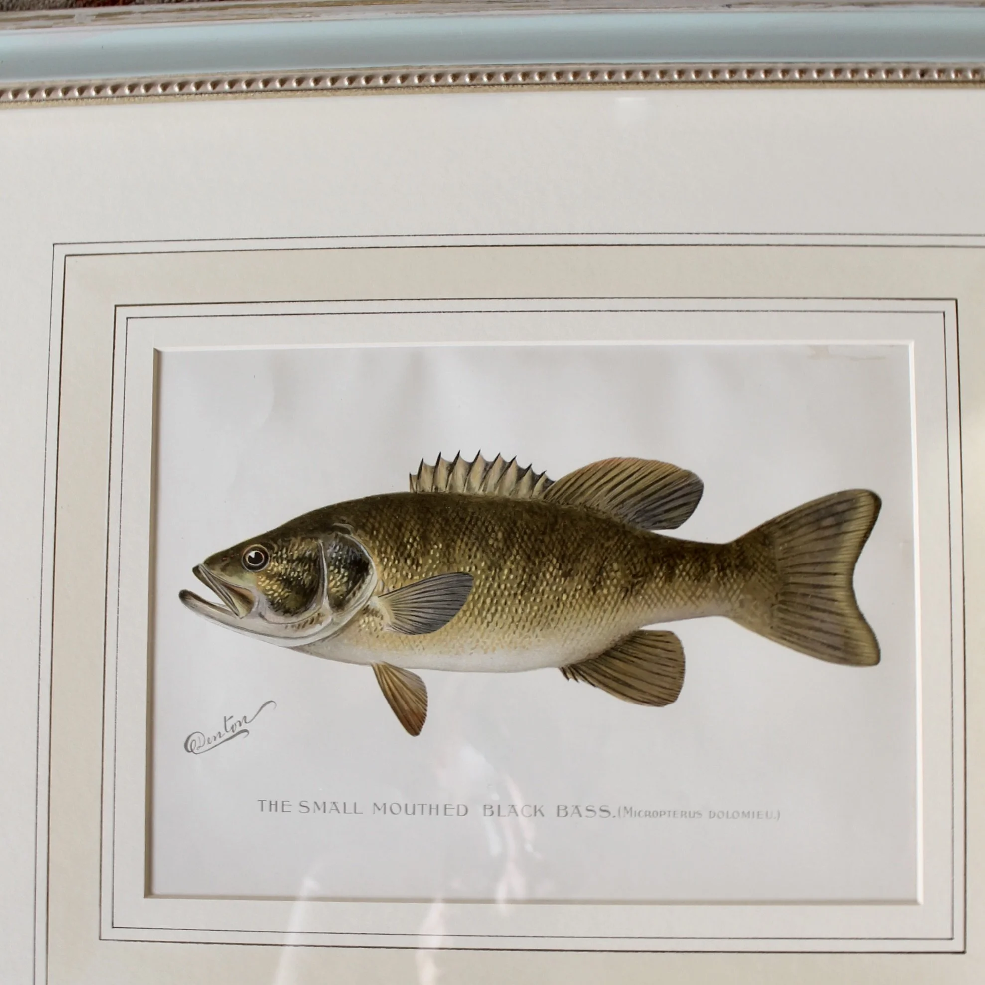 S. F. Denton American Fish Prints- set of 6