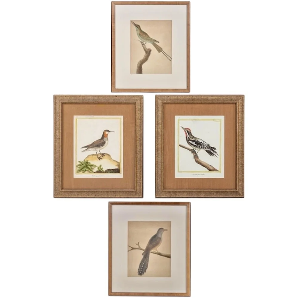 Assembled Set of Four Copperplate Engravings of Birds  by François Martinet