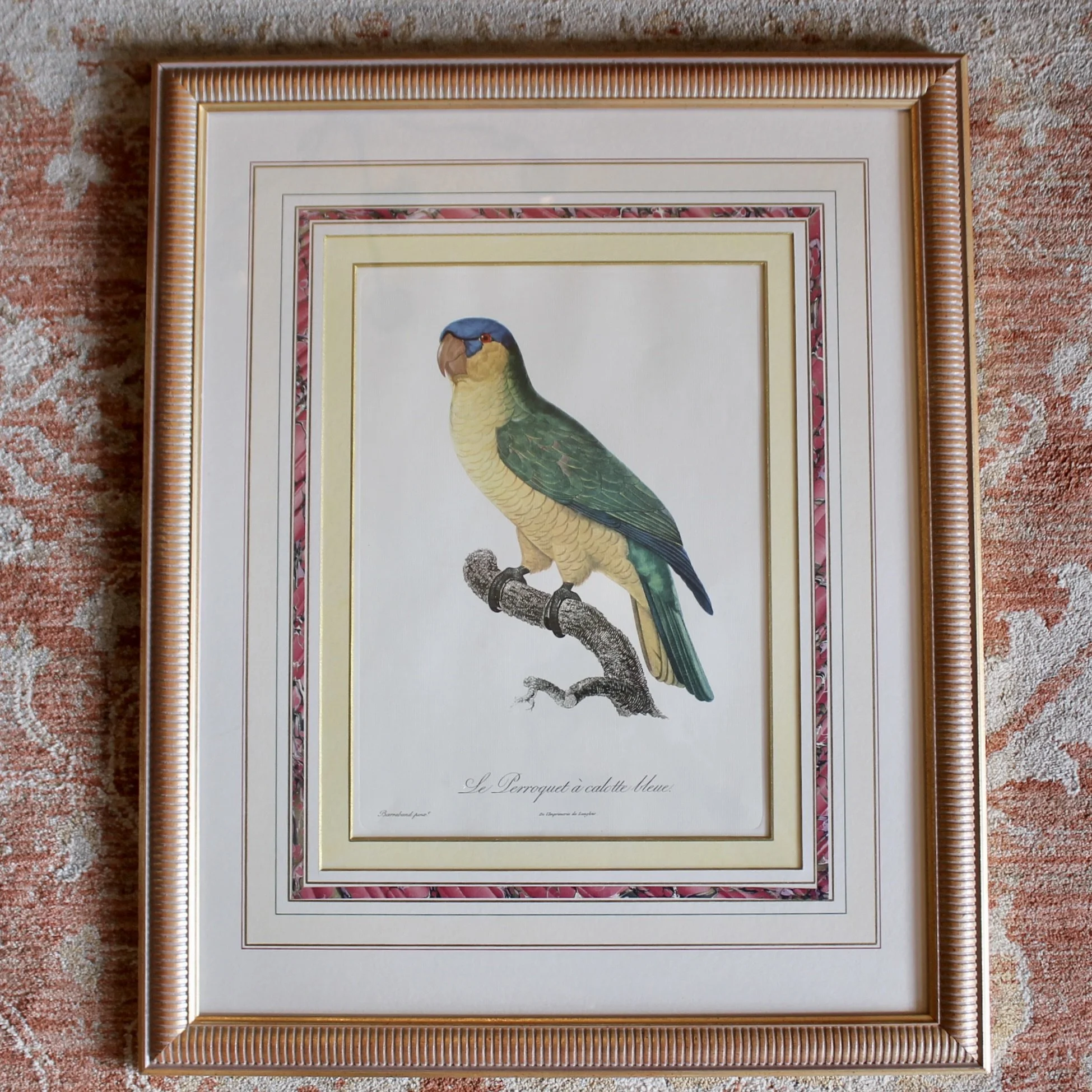 Pair of Parrot Prints by Jacques Barraband (François Levaillant) in Fine Frames