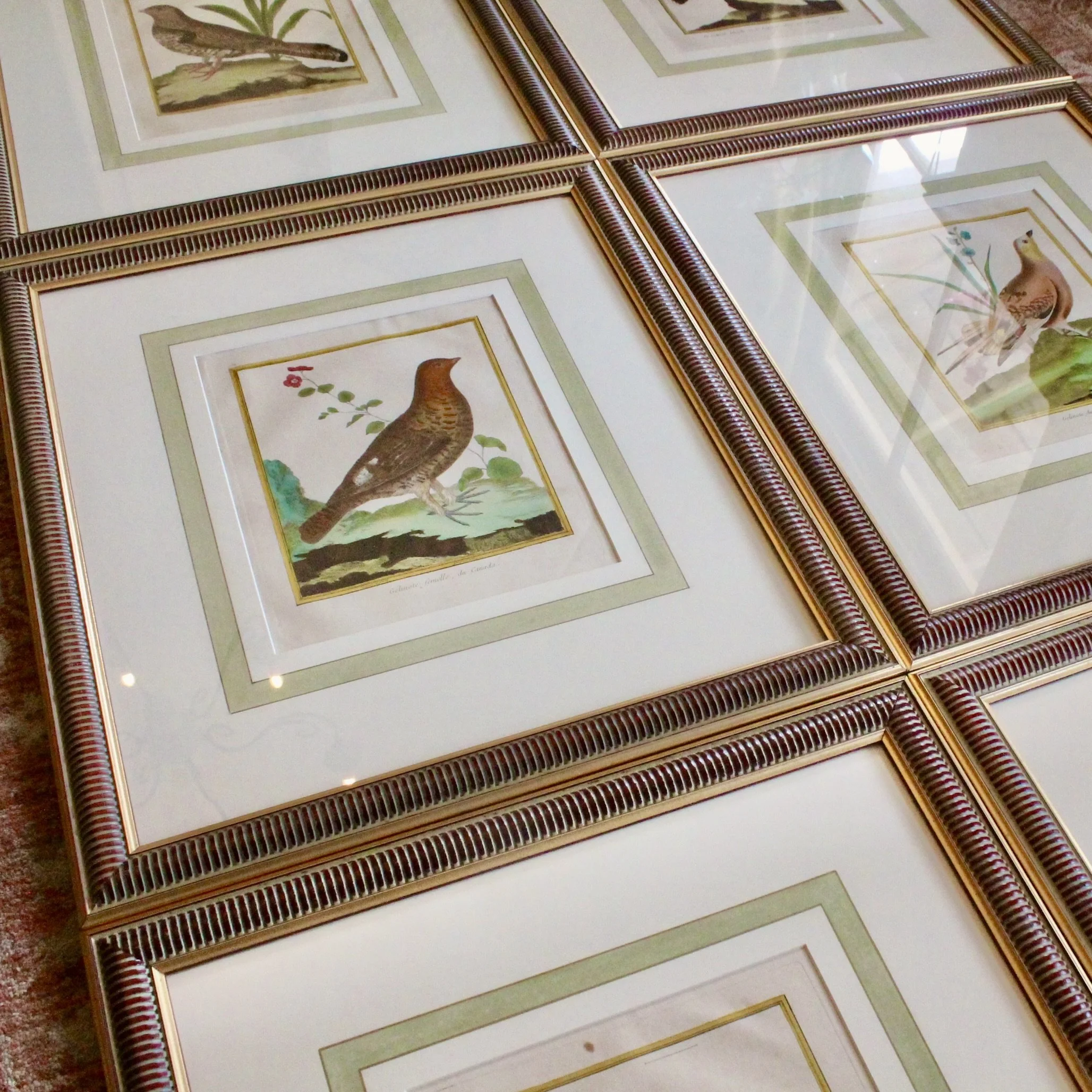 ngravings of Grouse by François-Nicolas Martinet,