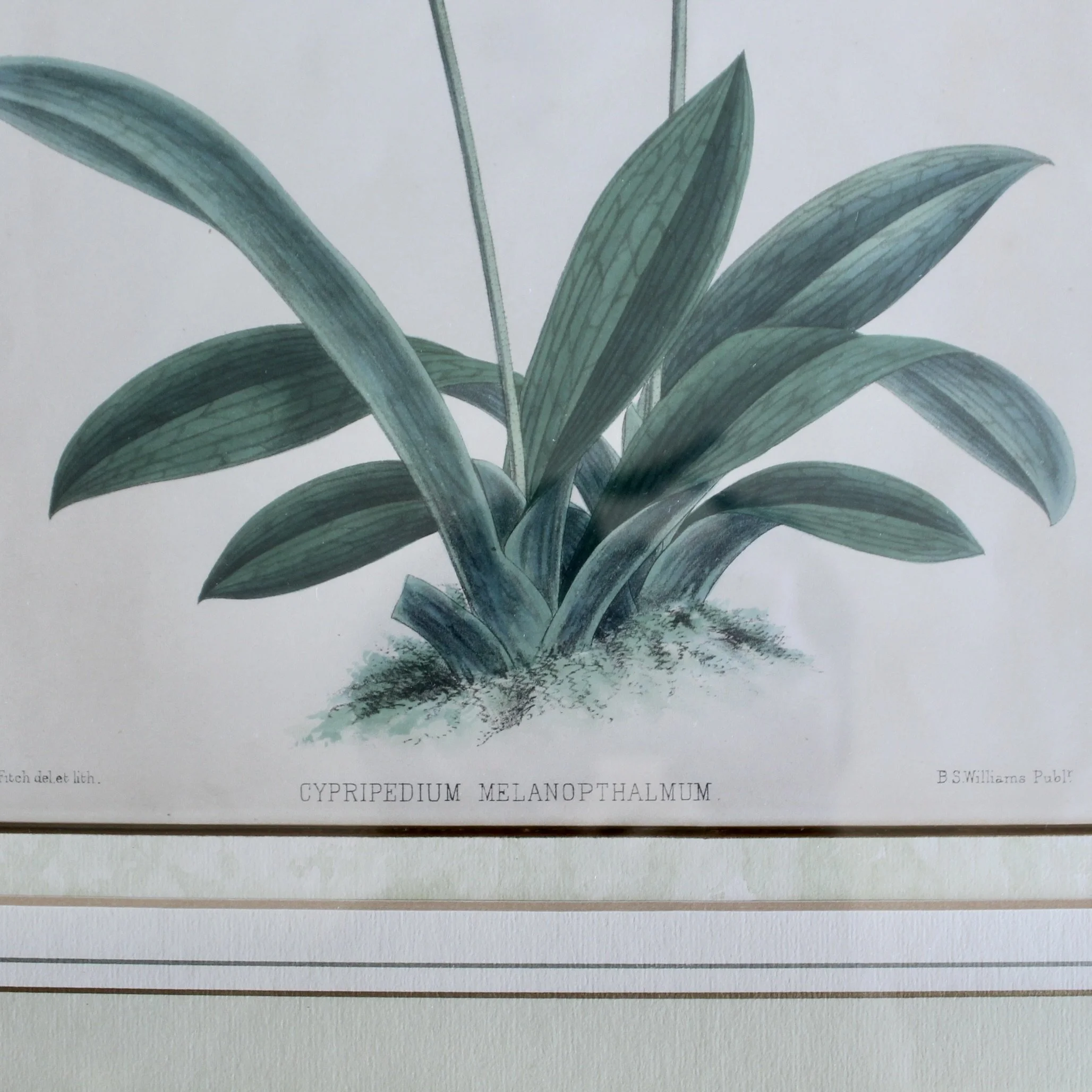 Lady’s Slipper Orchid antique Lithographs, John Nugent Fitch
