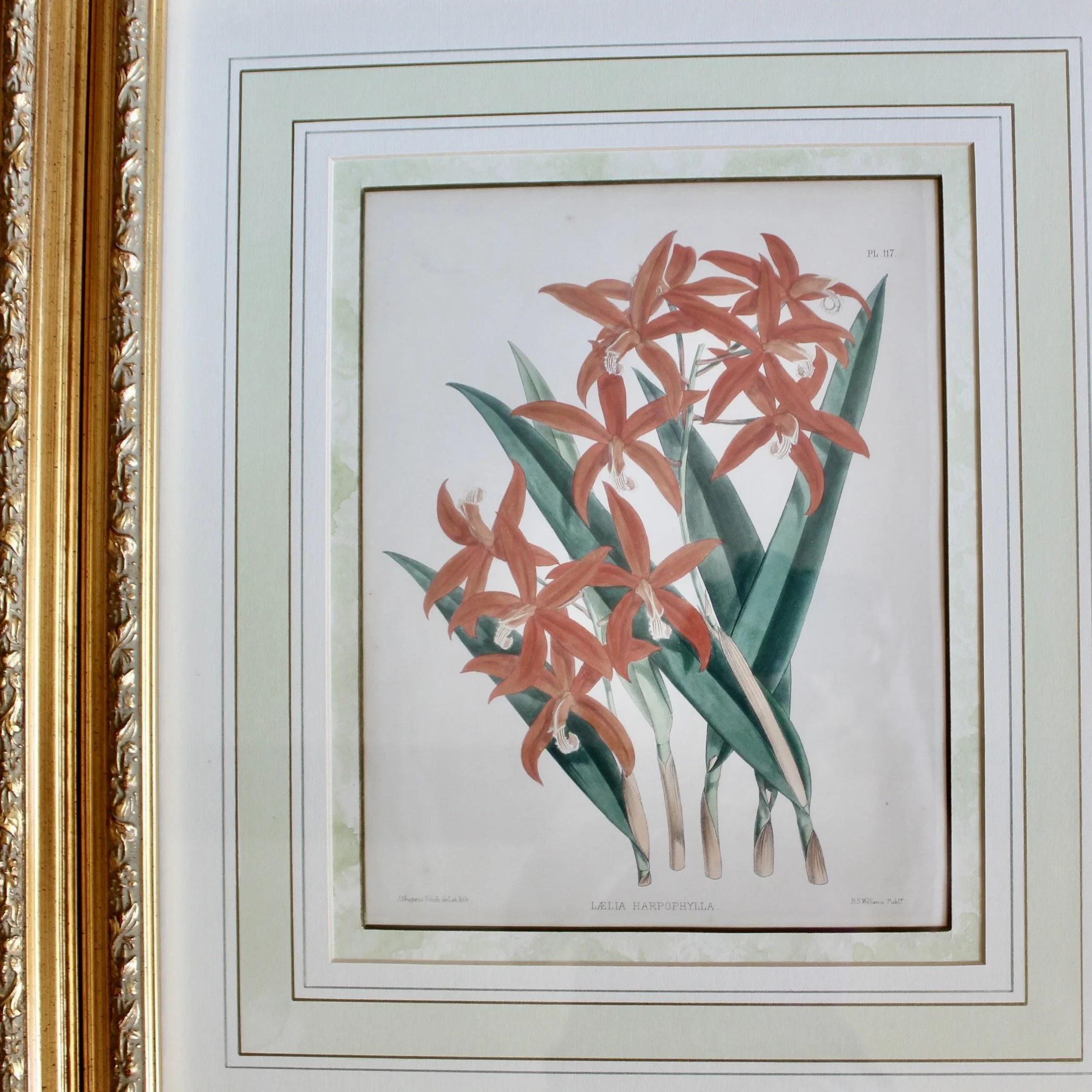 Orchid Lithographs, 19th Century, by John Nugent Fitch