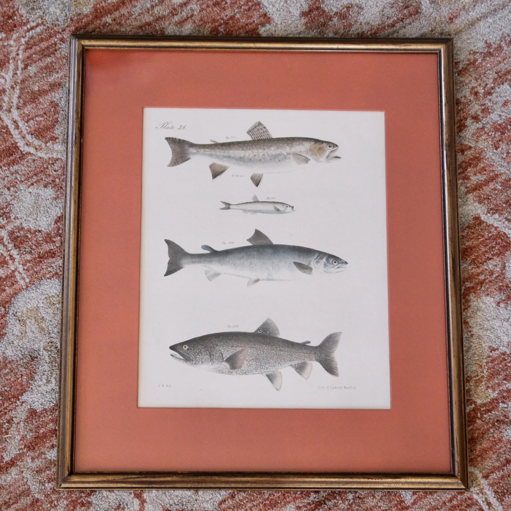 J. W. Hill, New York,  Fish Engravings
