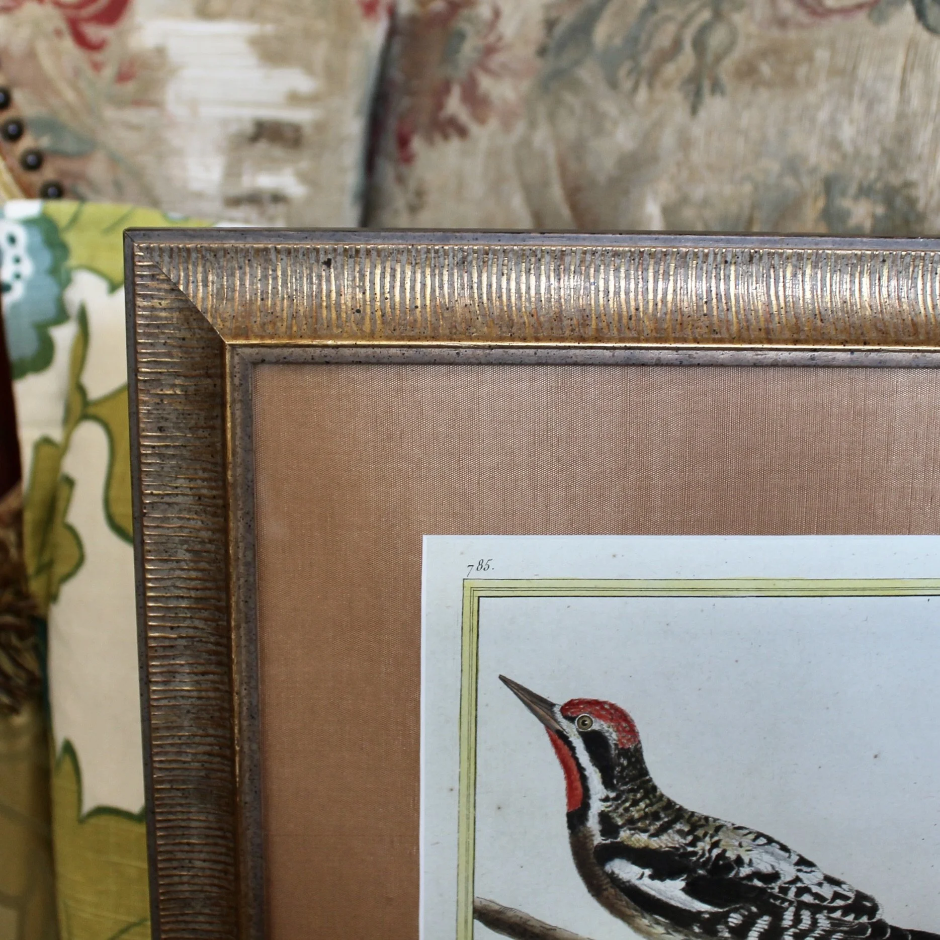 Martinet bird engravings