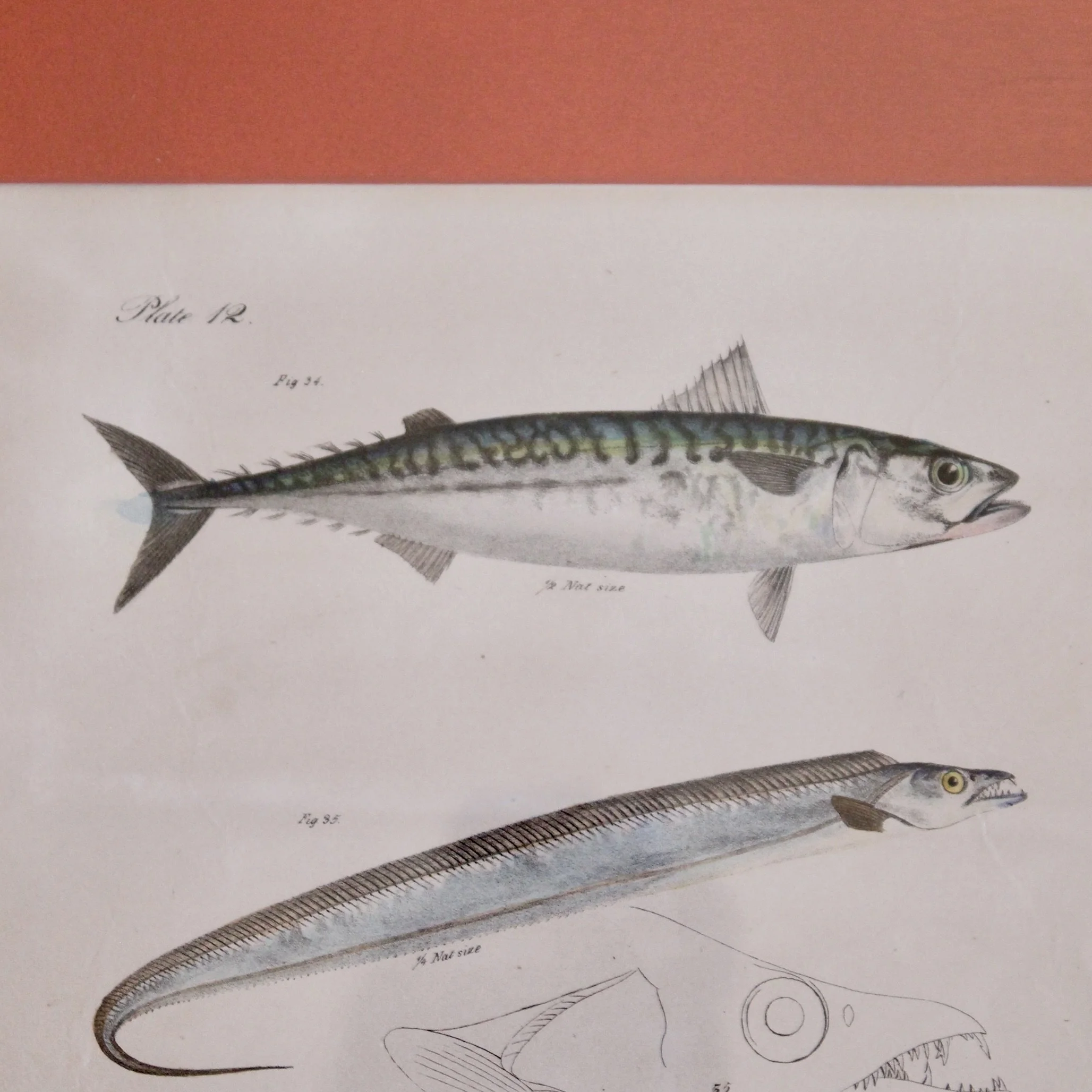J. W. Hill, New York,  Fish Engravings