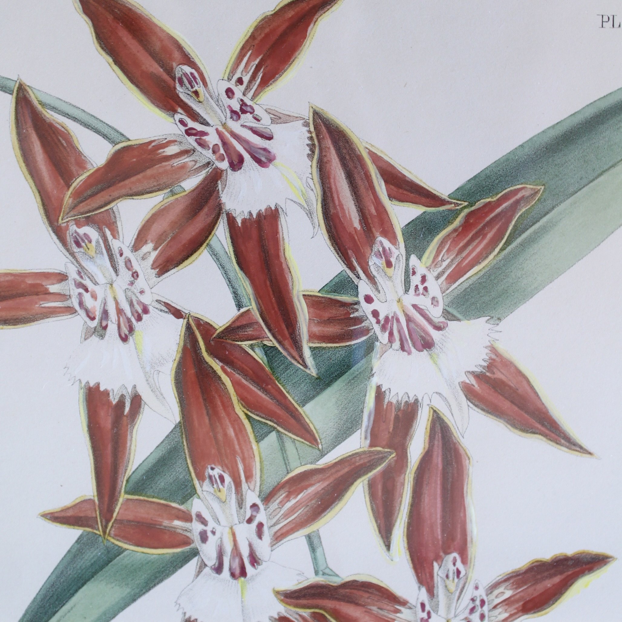 Orchid Lithographs, 19th Century, by John Nugent Fitch